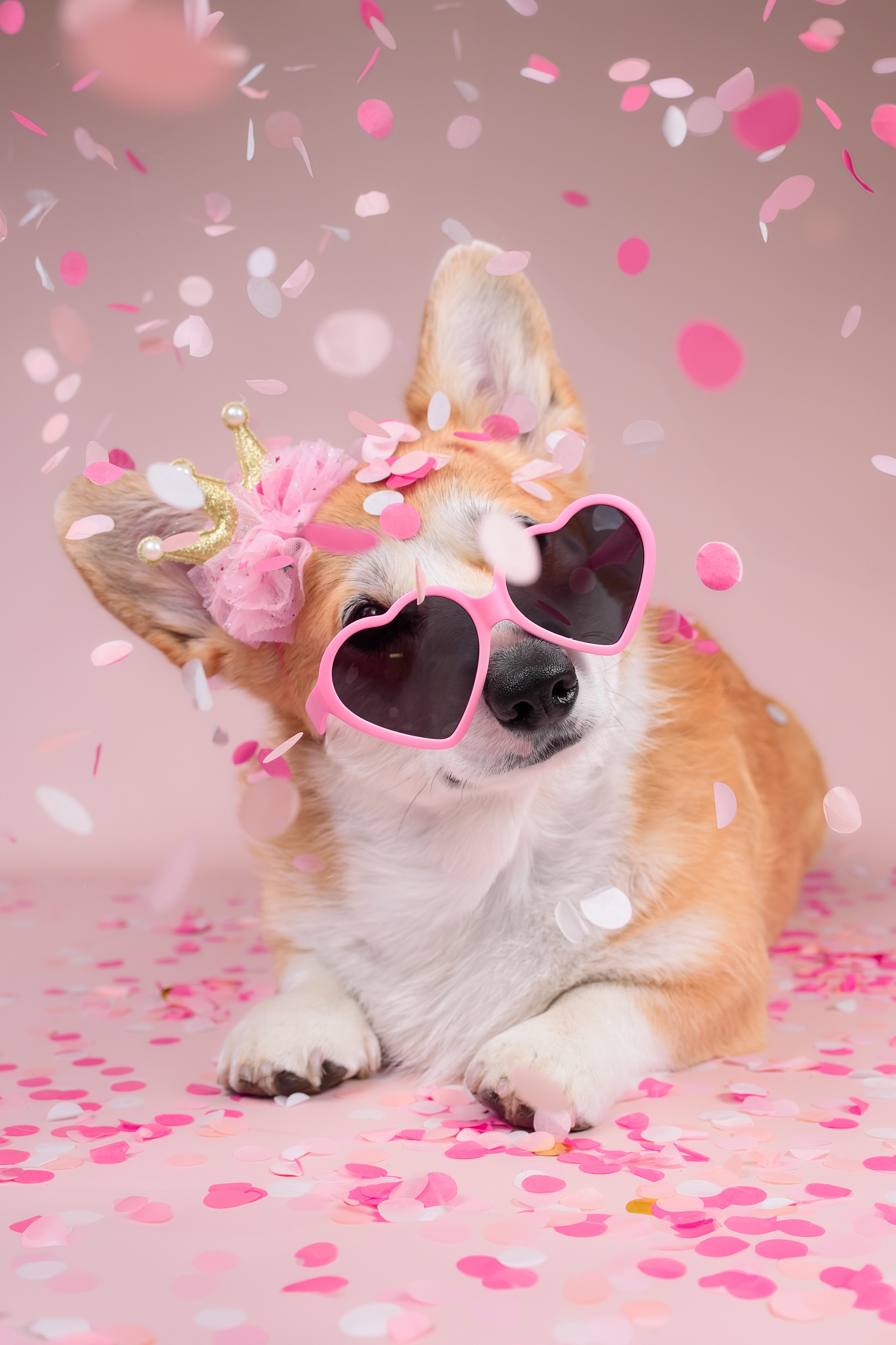 Лея ДР — 25.05.2024. Фотограф — Анималист | Анна Абрамова