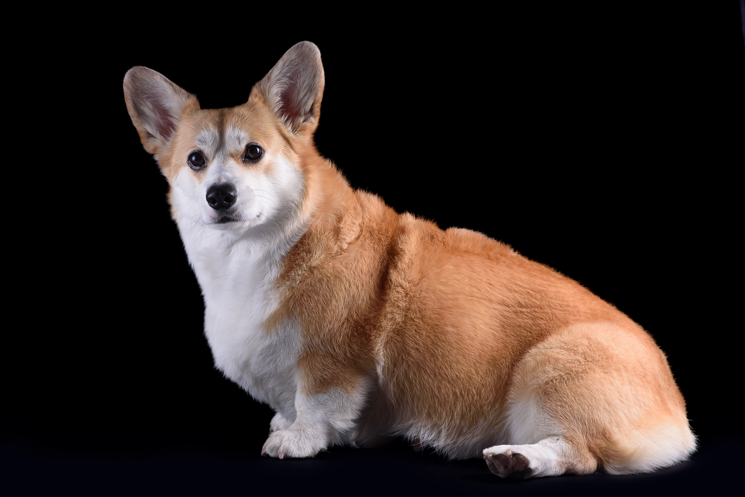 Лея съемка на однотонном фоне — 2024. Фотограф — Анималист | Анна Абрамова