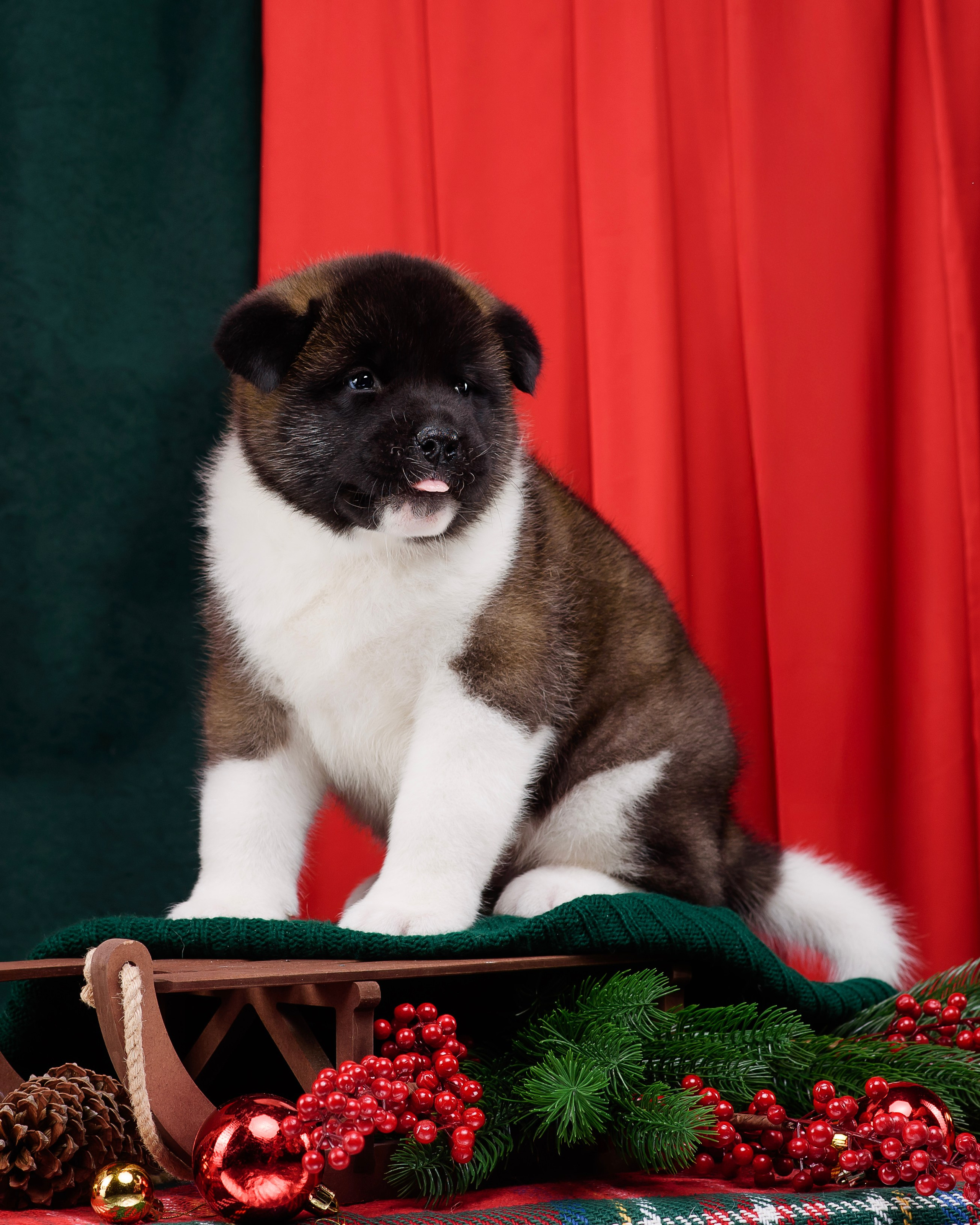 Щенки Американской Акиты. Фотограф — Анималист | Анна Абрамова