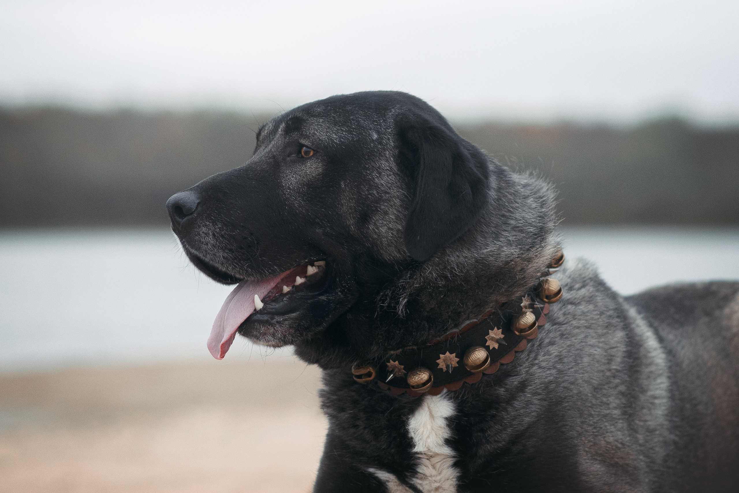 Турецкий кангал Дикили — 20.10.2024. Фотограф — Анималист | Анна Абрамова