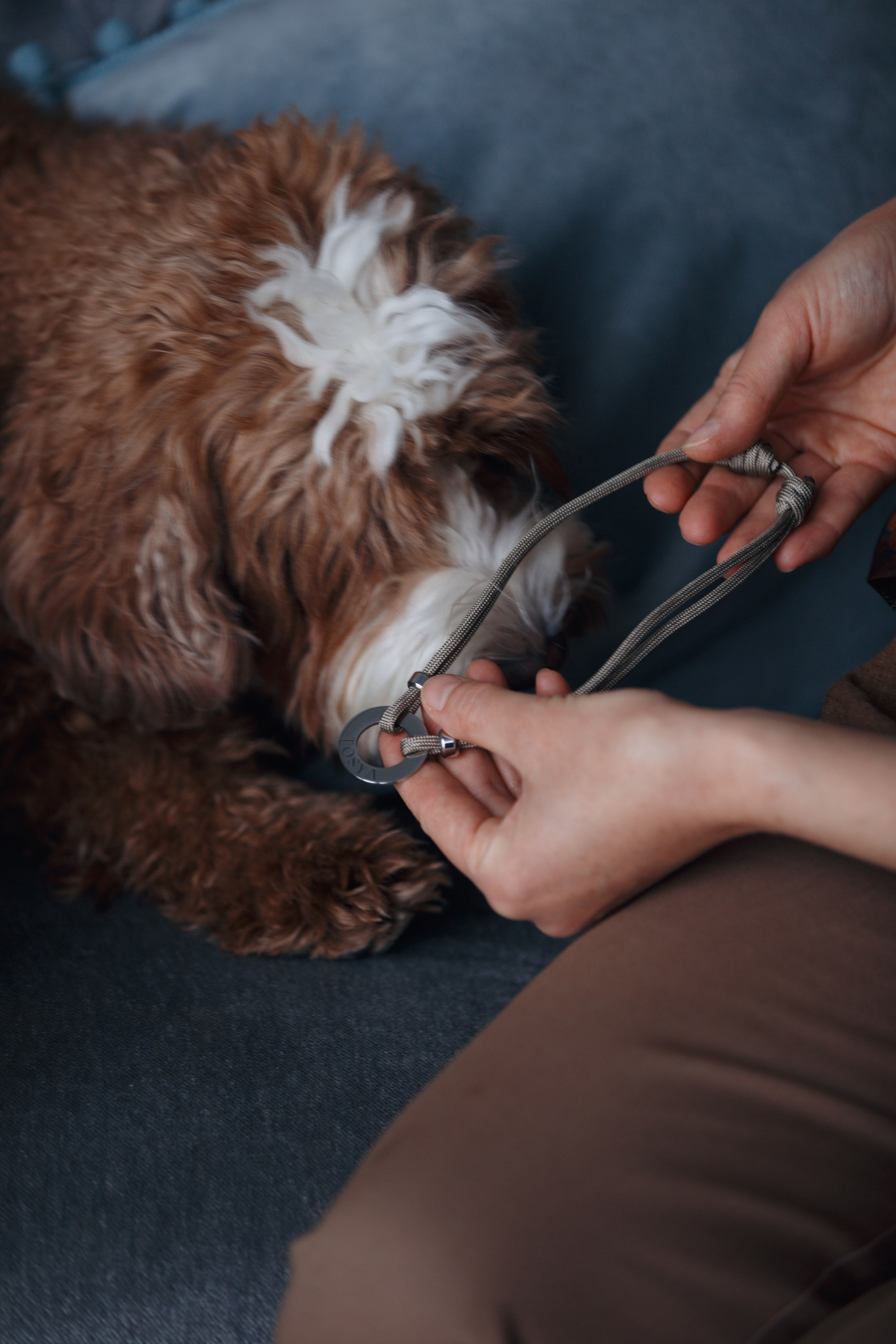 Bmbh лежанки и адресники. Фотограф анималист Кристина Карпова, Москва