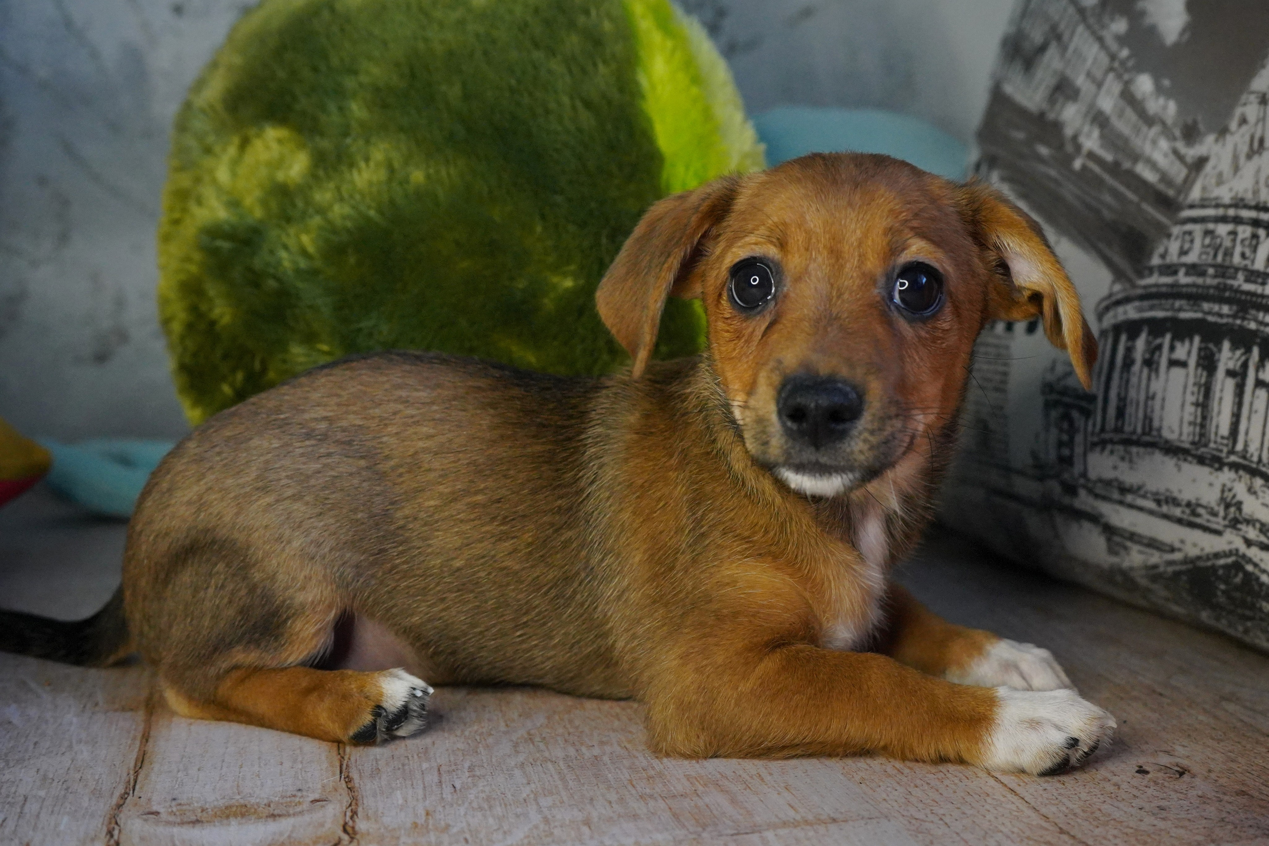 Фотосессии Пушистиков. Фотограф в Санкт-Петербурге Виктория Барышникова