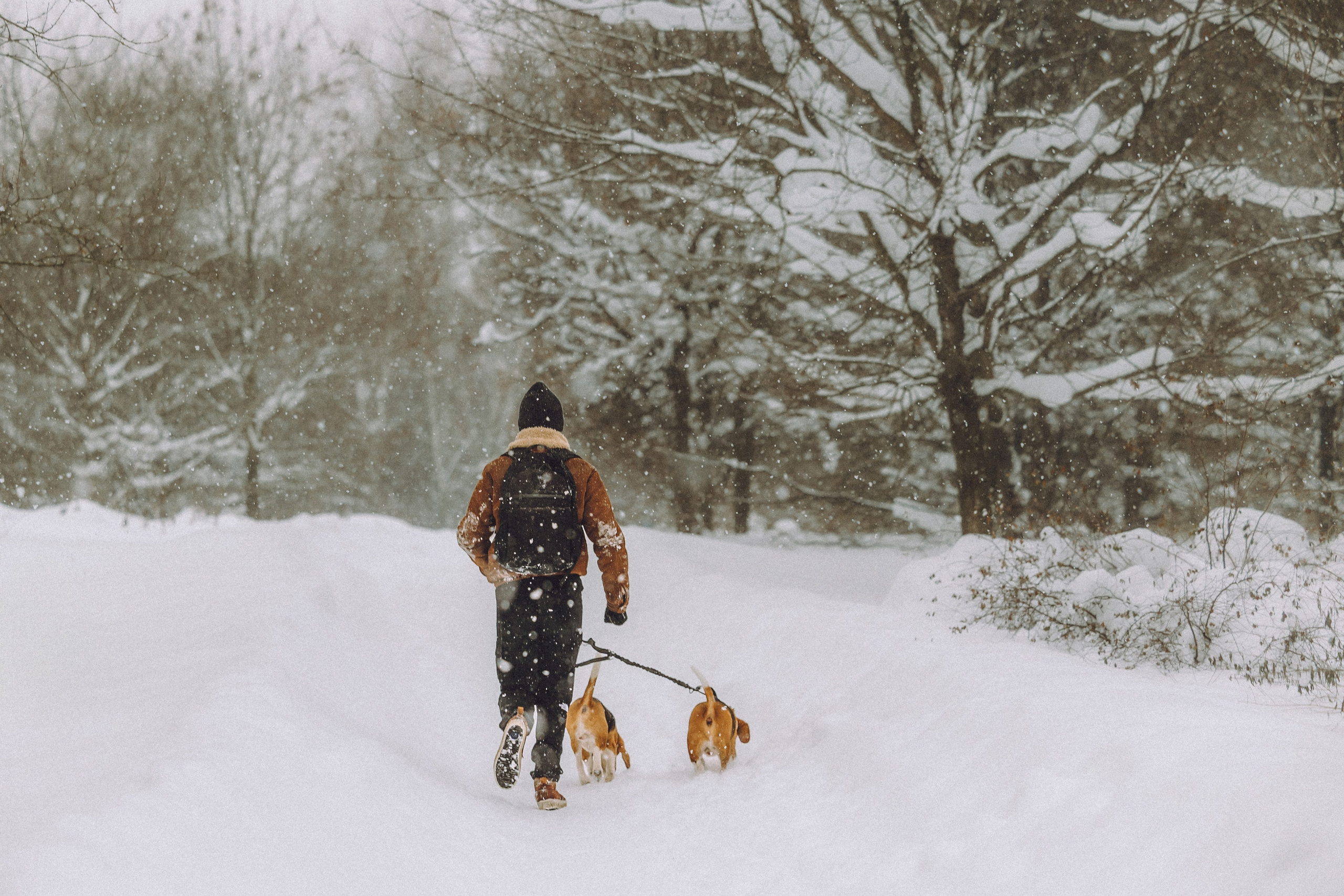 Роман, Портер и Коррес