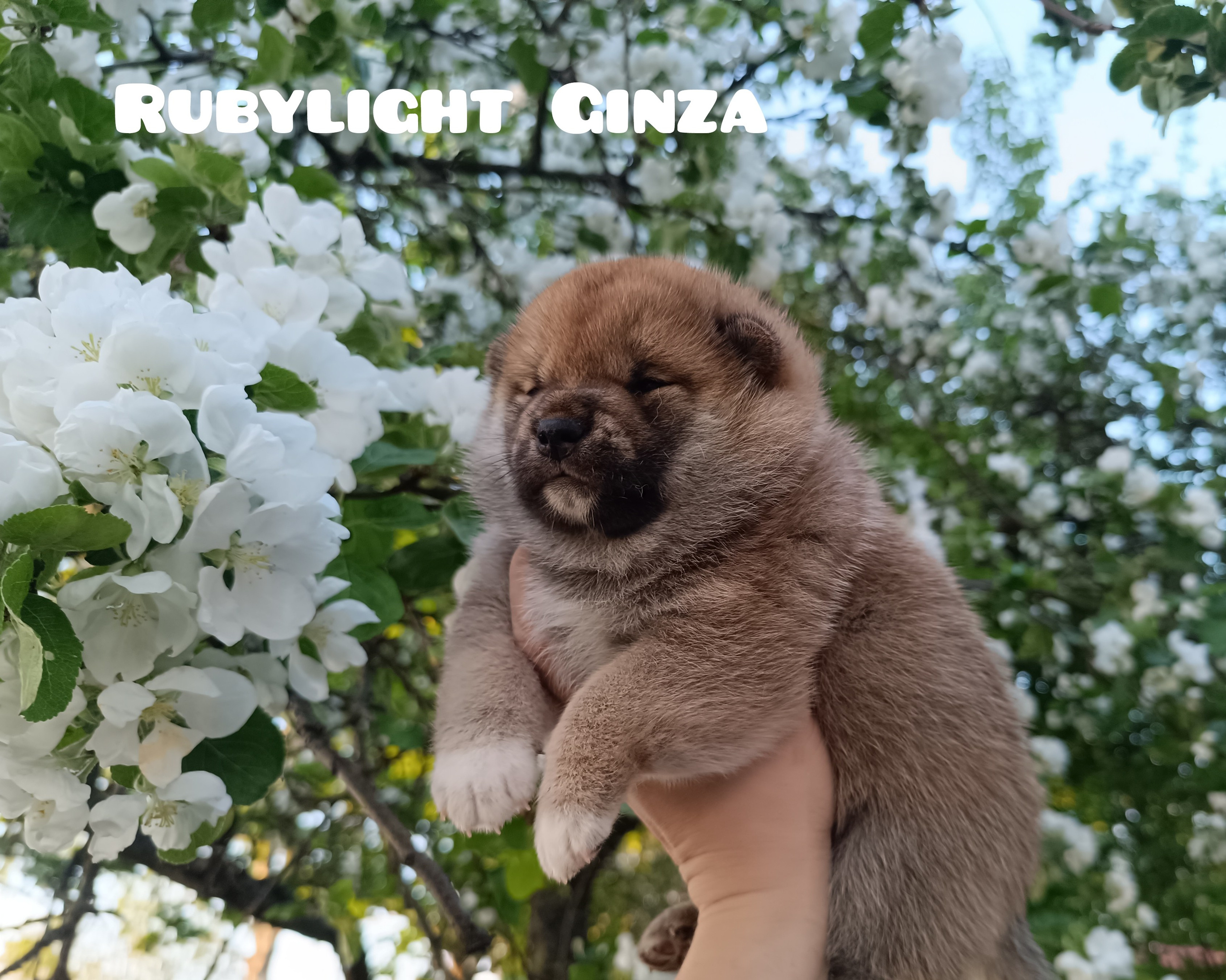 сиба питомник Рубилайт щенки на продажу rubylight  сиба щенки купить СПб Санкт-Петербург 