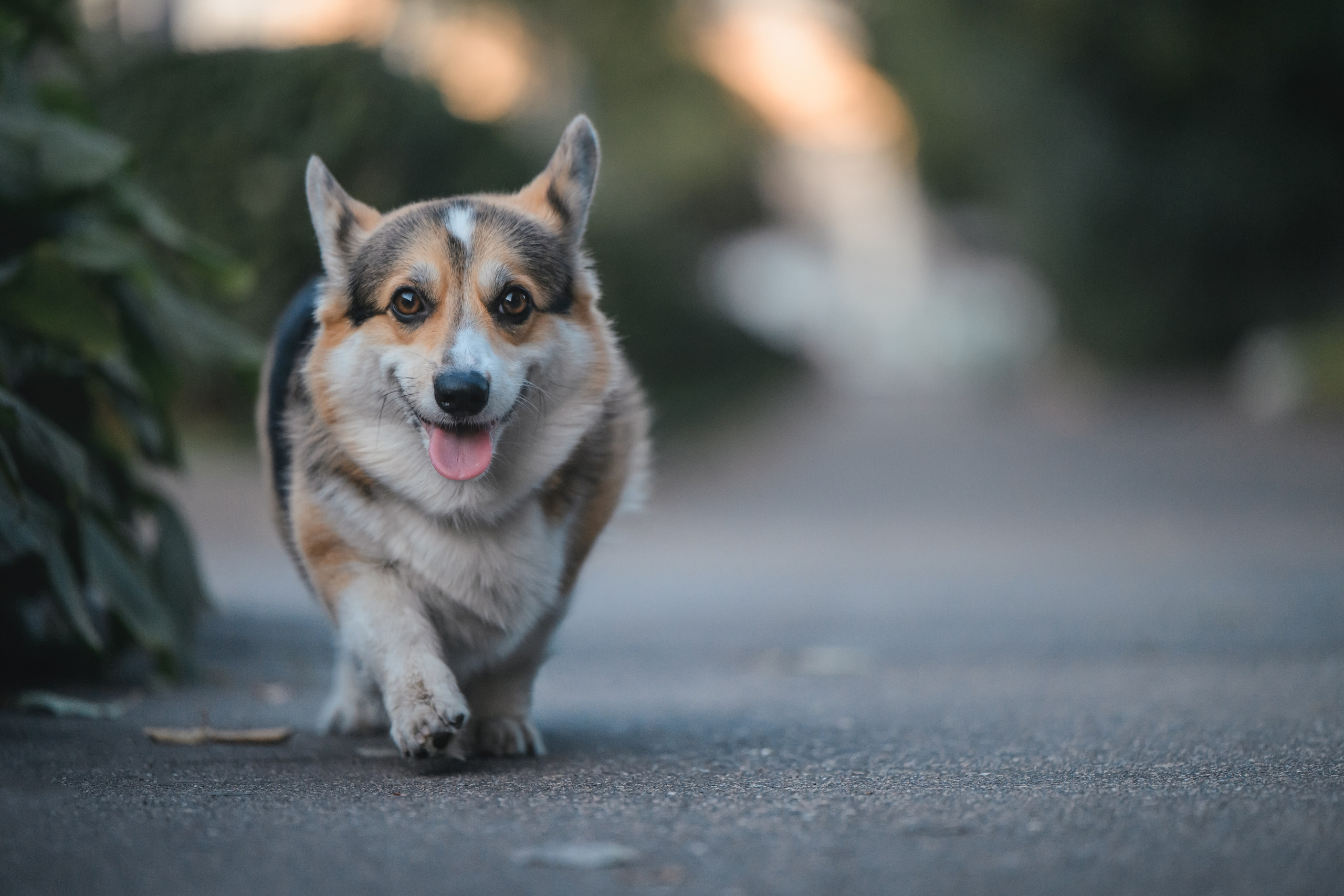 Ева, Леша и Лаванда. Фотограф Анималист в Москве Анастасия Жучкова