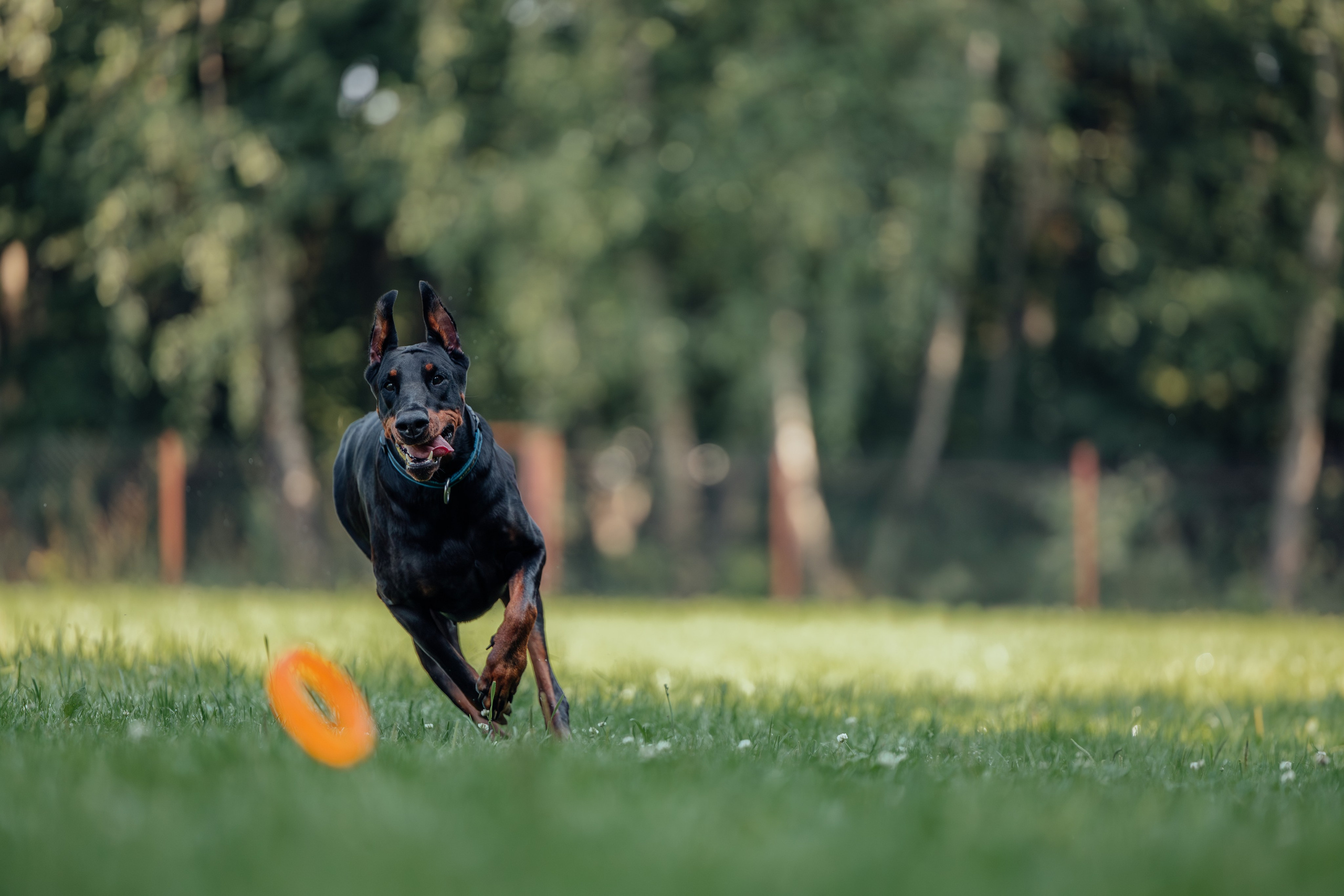 Доберман Айза. Фотограф Анималист в Москве Анастасия Жучкова