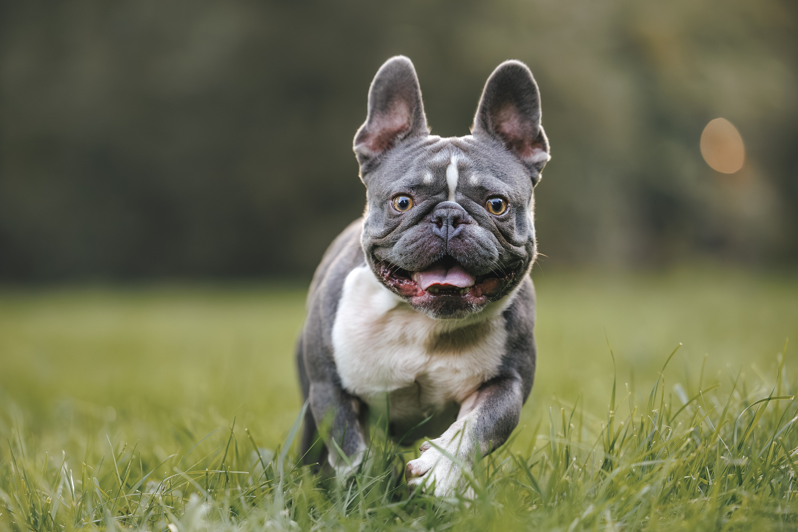 Французский Бульдог в Воронцовском парке (в обработке). Фотограф Анималист в Москве Анастасия Жучкова