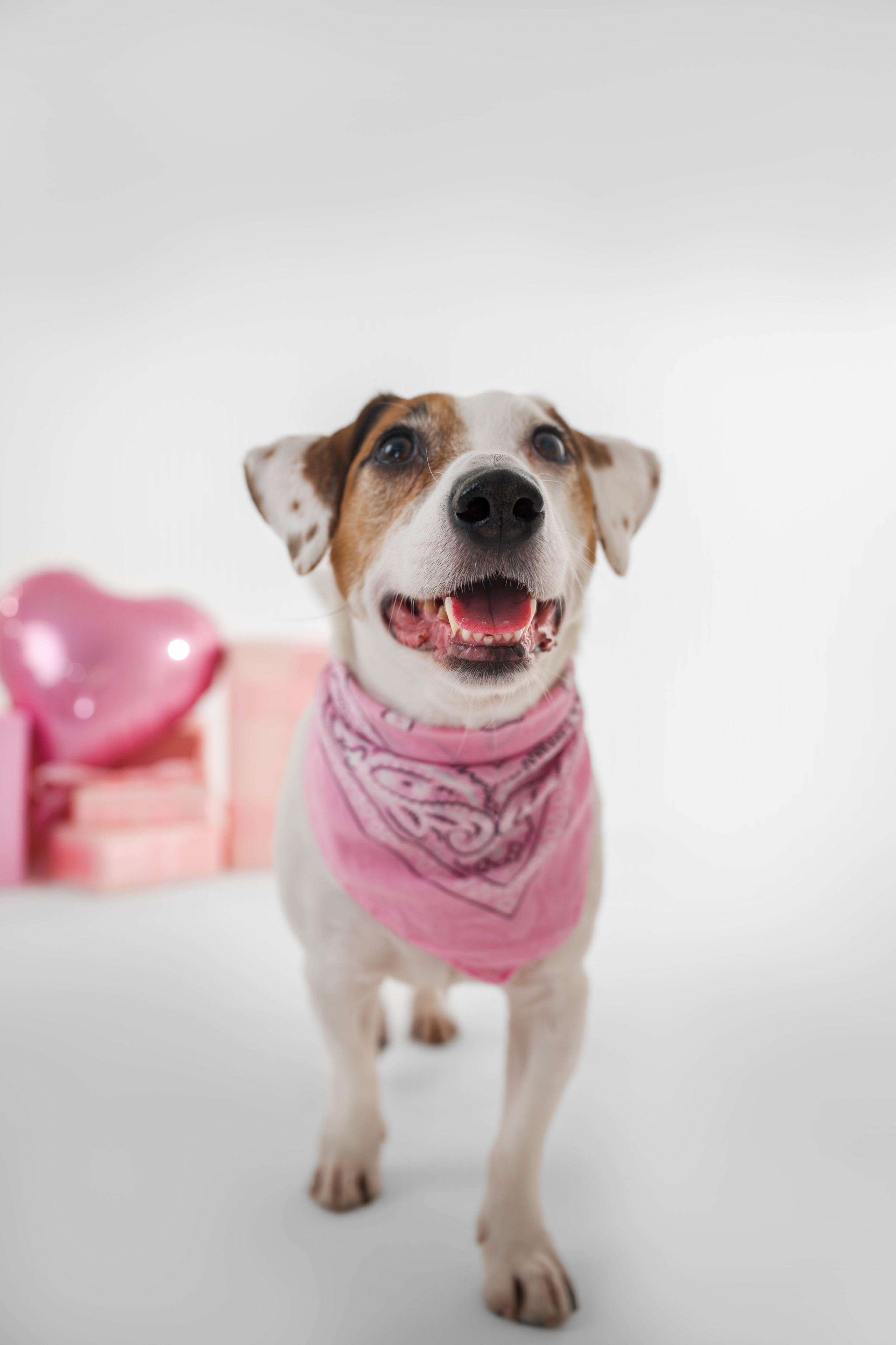 Джек Рассел. Фотограф Анималист в Москве Анастасия Жучкова