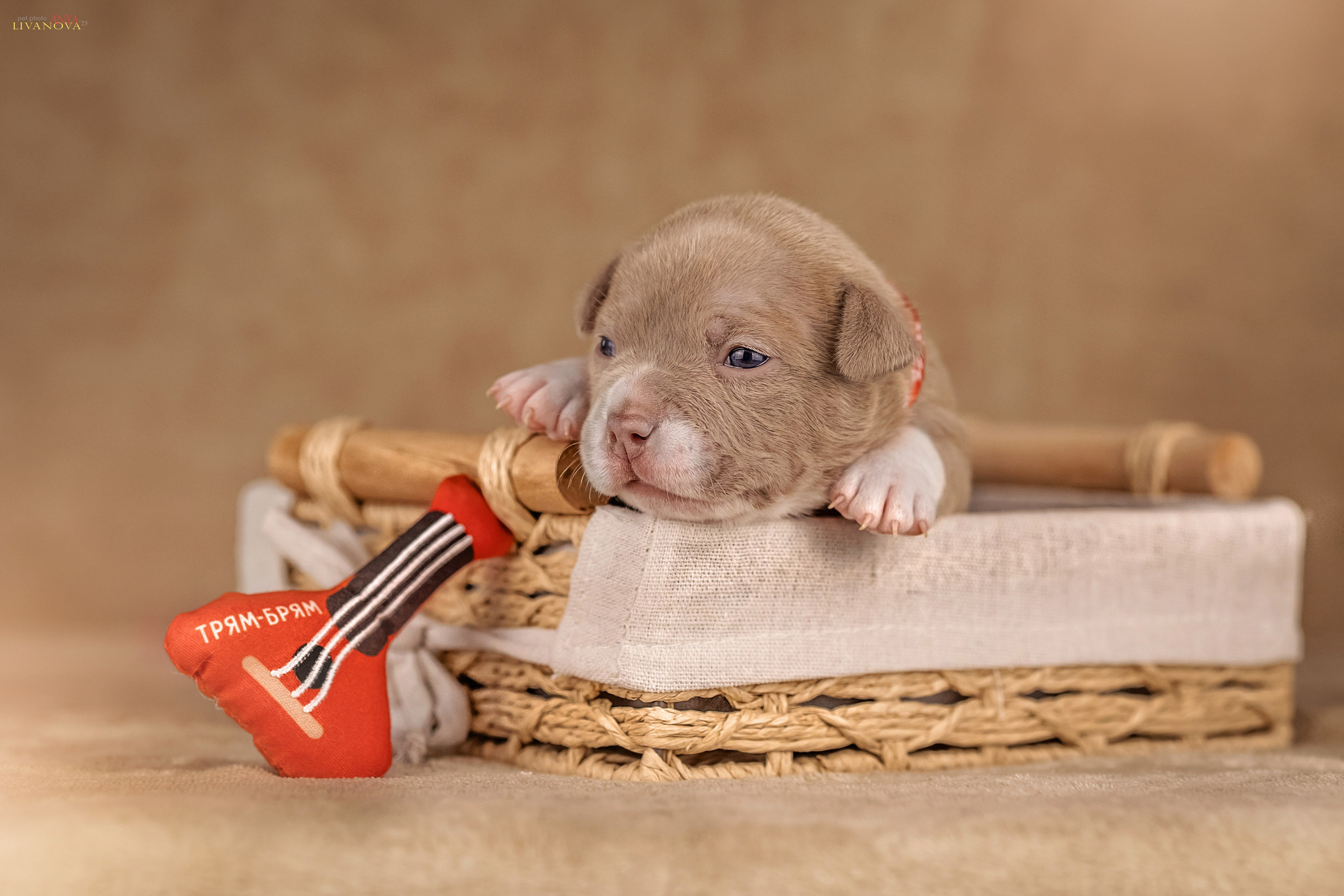 Амбулли. Фотограф анималист Аня Ливанова | Рыбинск