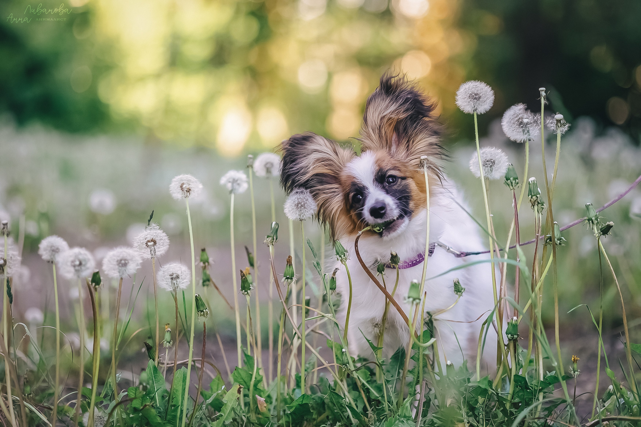 Хьюстон. Фотограф анималист Аня Ливанова | Рыбинск