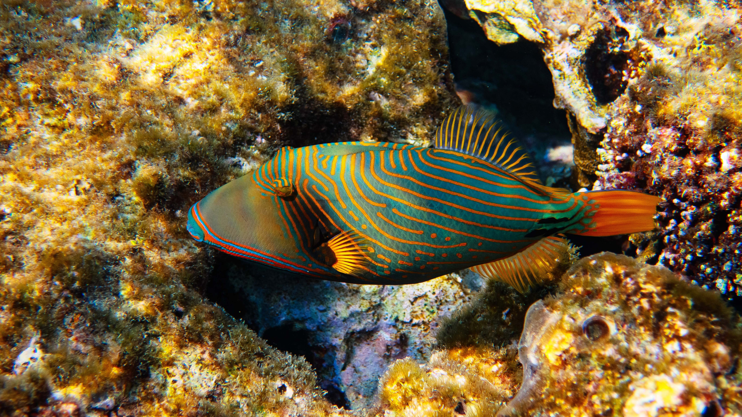 Fish. Фотограф Светлана Голицына