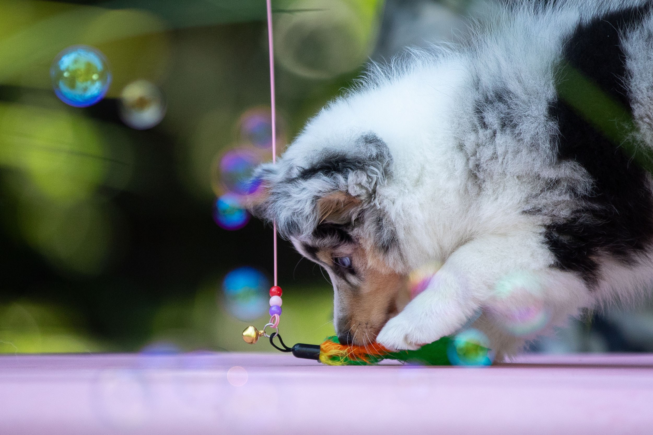 Фото щенков в мыльных пузырях. Фотограф-анималист в Москве и Московской области Татьяна Фролова