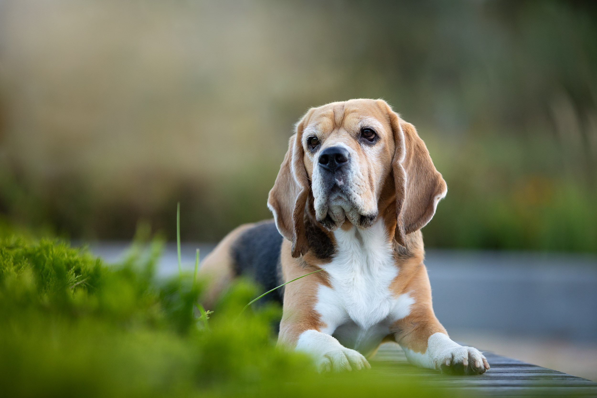 Фотопрогулка с Татьяной и биглем Евой. Фотограф-анималист в Москве и Московской области Татьяна Фролова