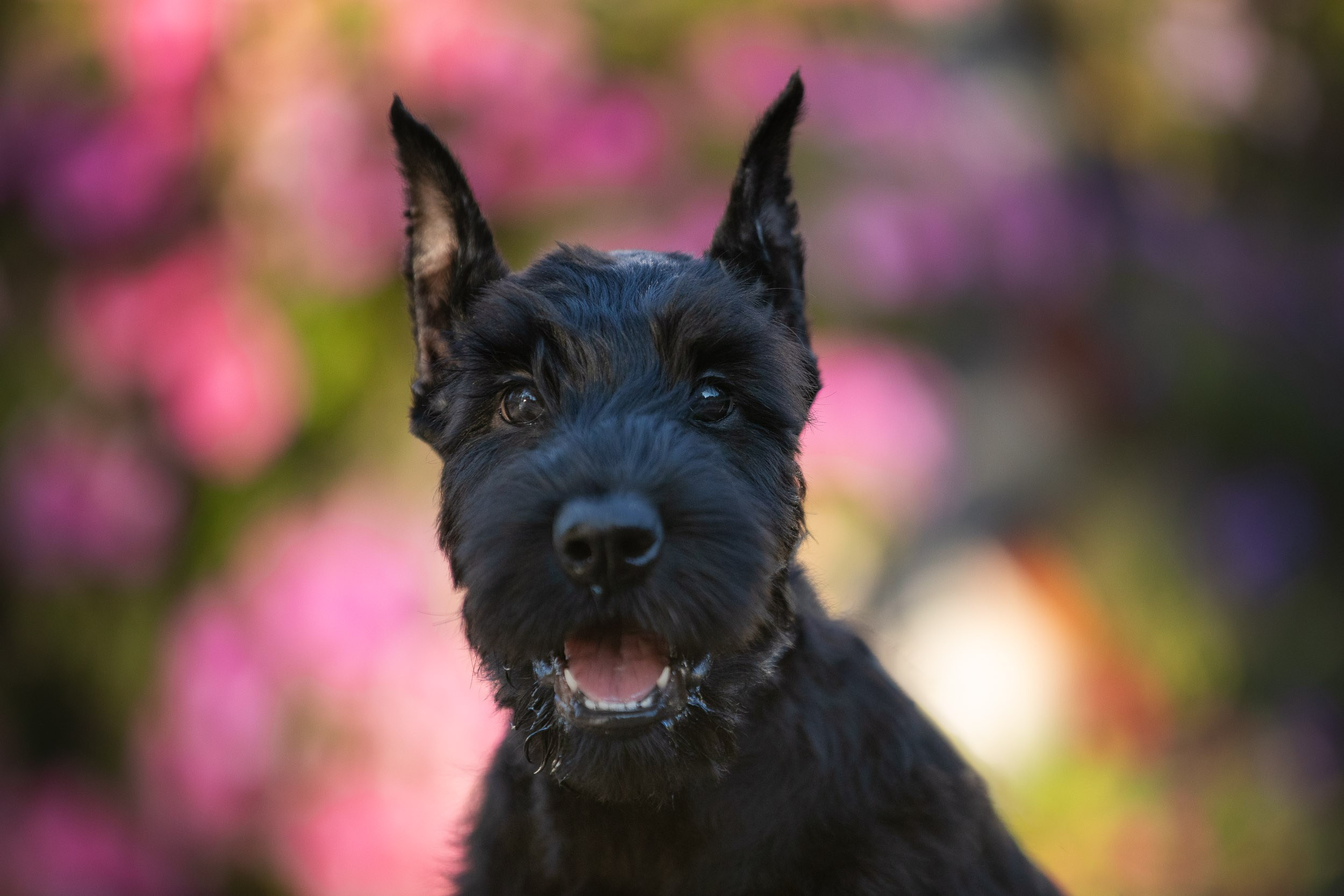 Уличная съемка щенков ризеншнауцера. Фотограф-анималист в Москве и Московской области Татьяна Фролова