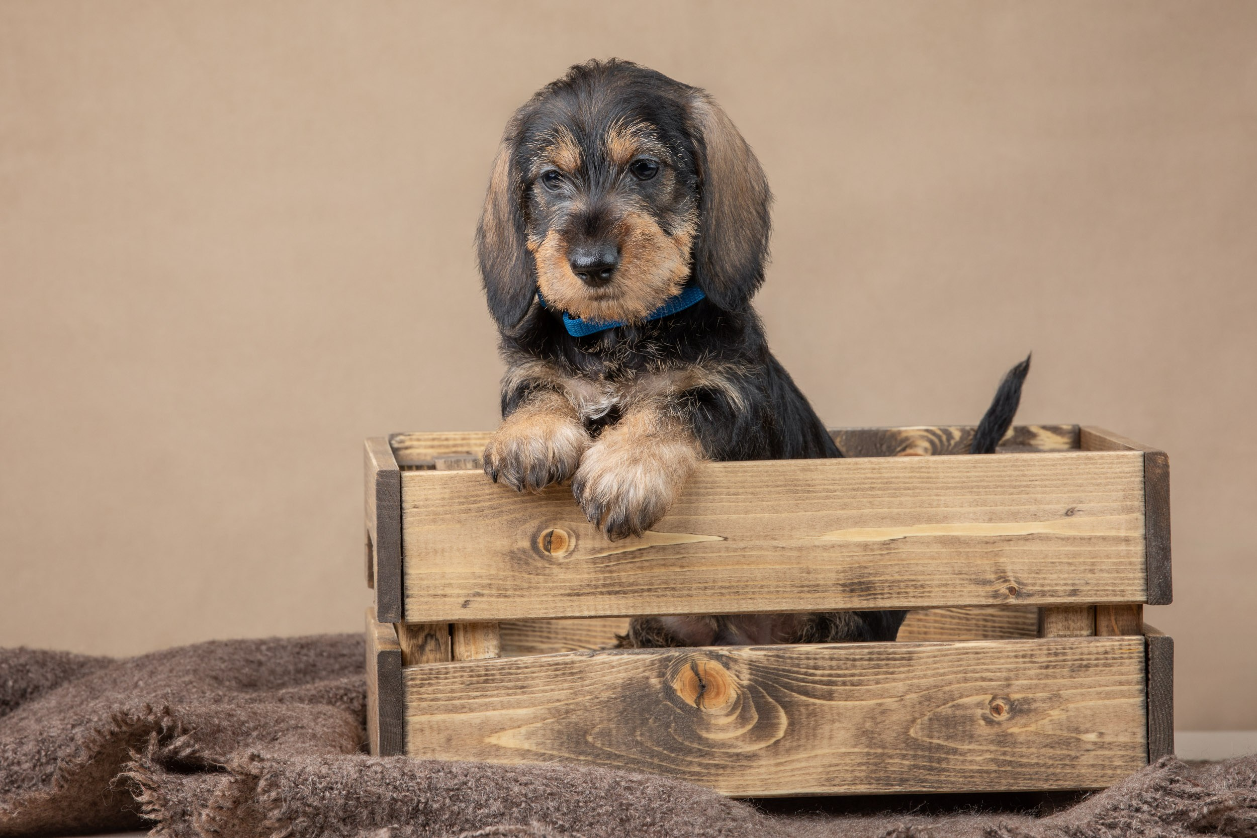 Съемка щенков жесткошерстной таксы на бежевом фоне в ящике. Фотограф-анималист в Москве и Московской области Татьяна Фролова
