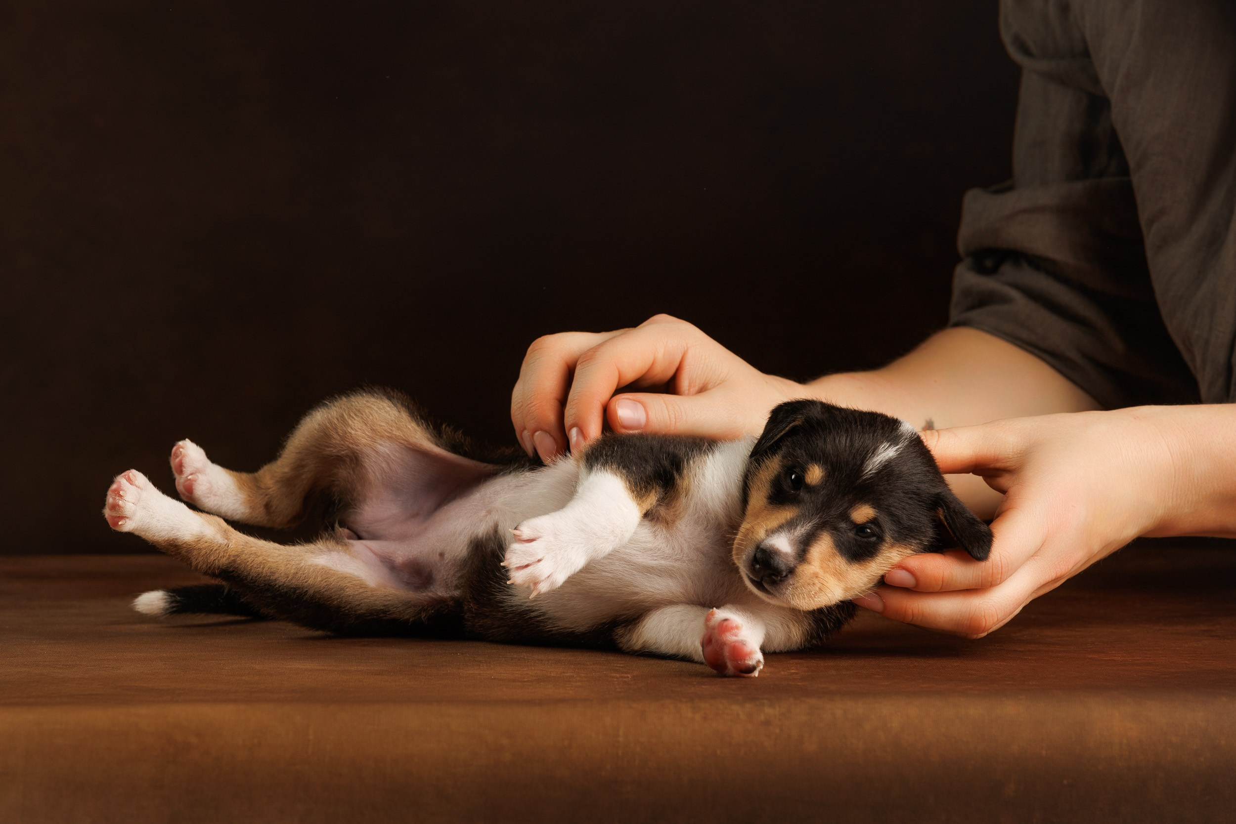 Триколор на коричневом. Фотограф-анималист в Москве и Московской области Татьяна Фролова