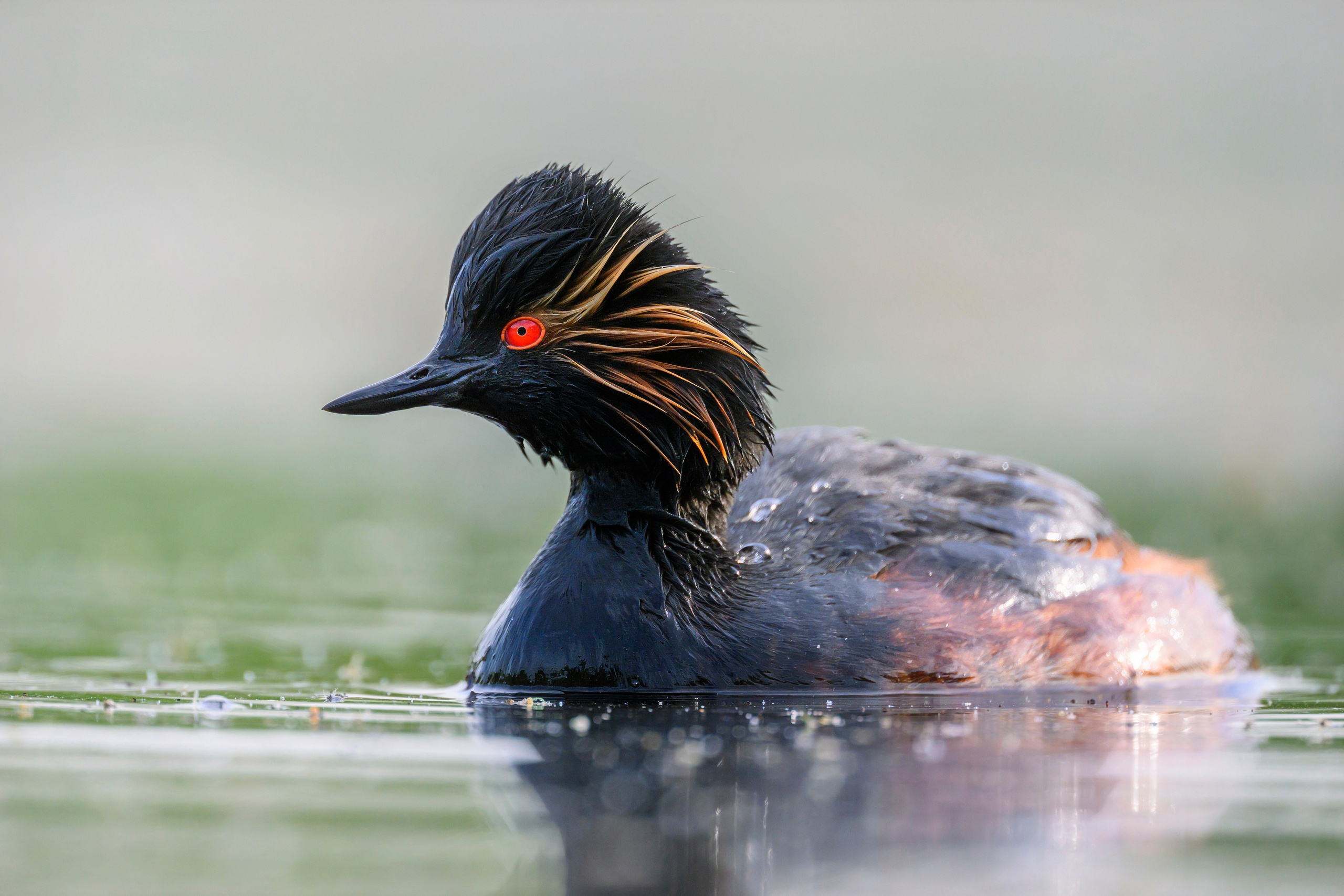 На болоте. Wildlife photography by Sergey Puponin