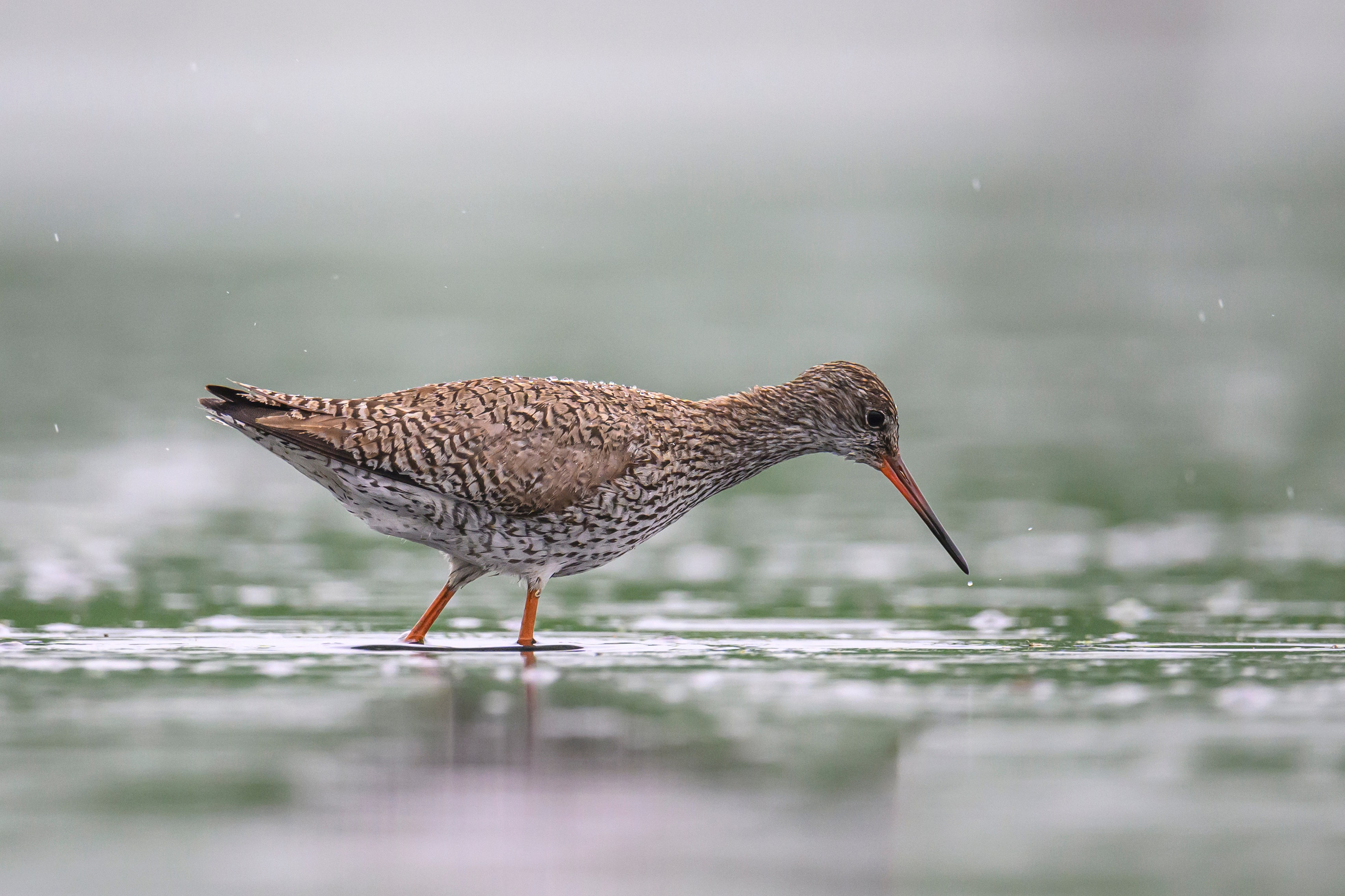 Кулики. Wildlife photography by Sergey Puponin