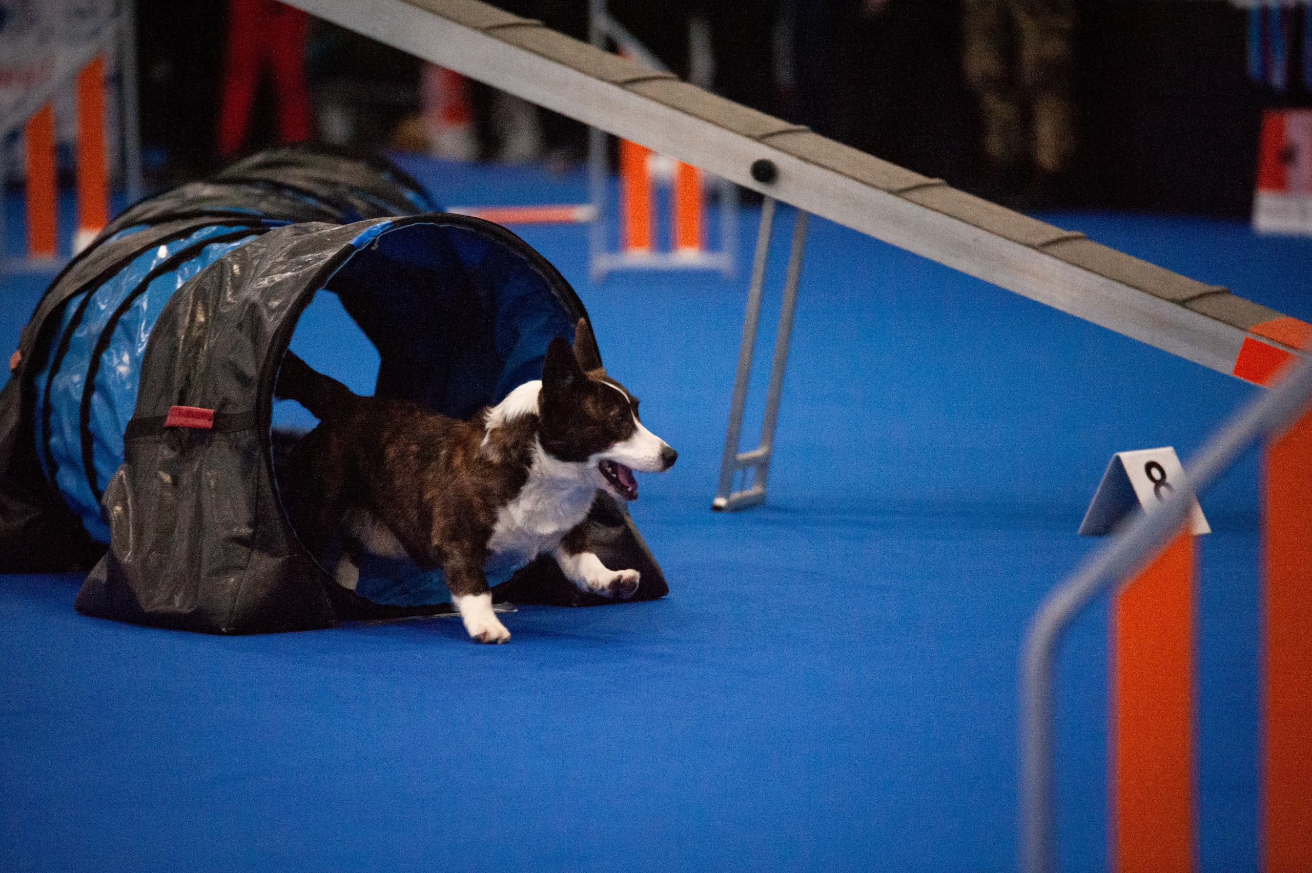 Спорт. Танцевальный фотограф Анна Берзина, Санкт-Петербург