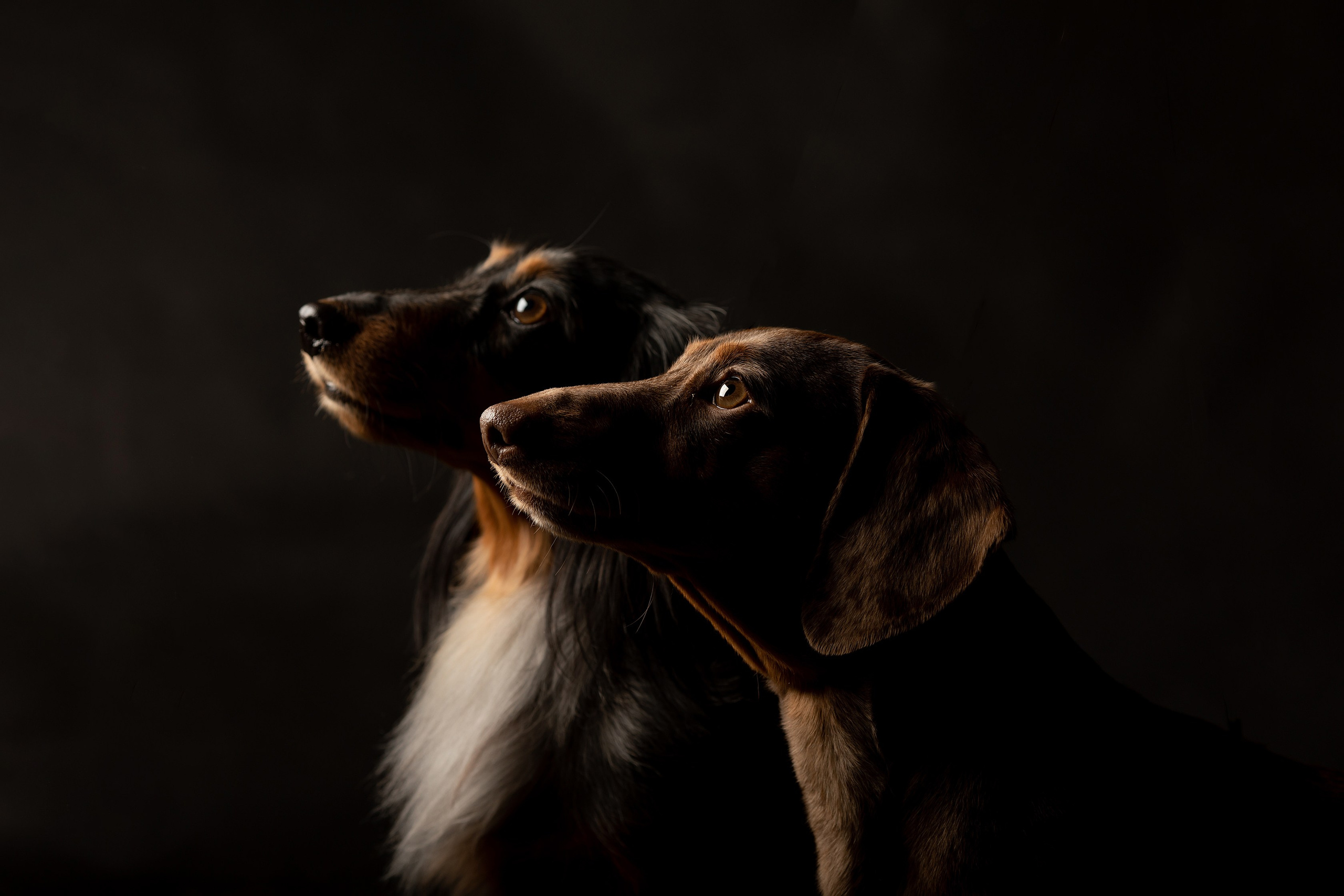 Собаки. Конный фотограф Валынкина Лера