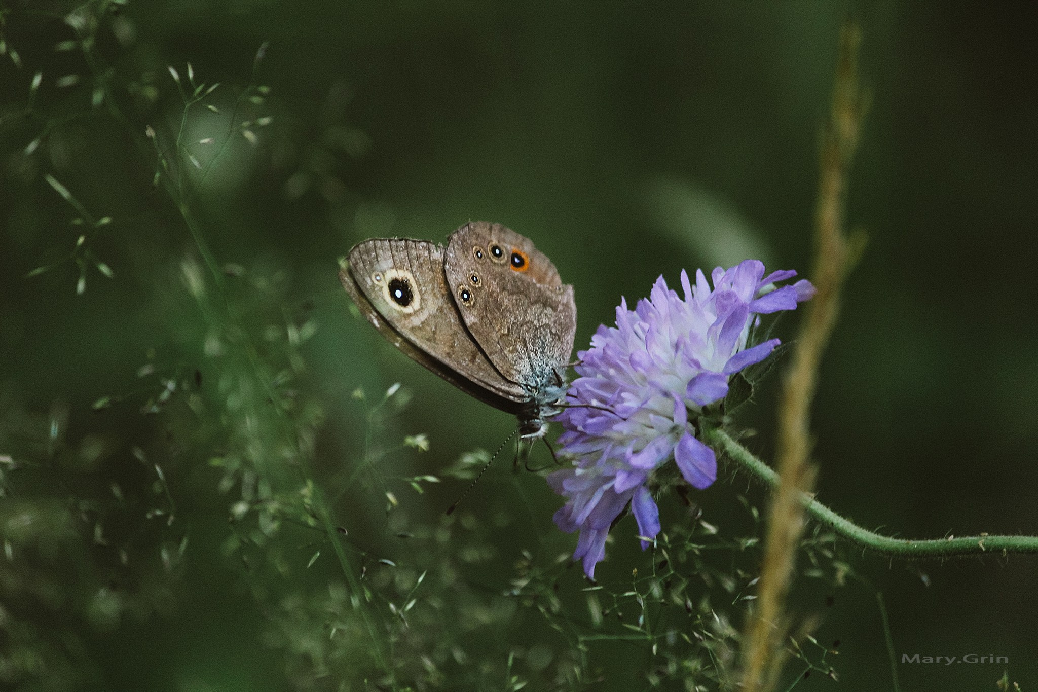 Русская деревня. Детский и семейный фотограф, фотограф мероприятий Нижний Новгород