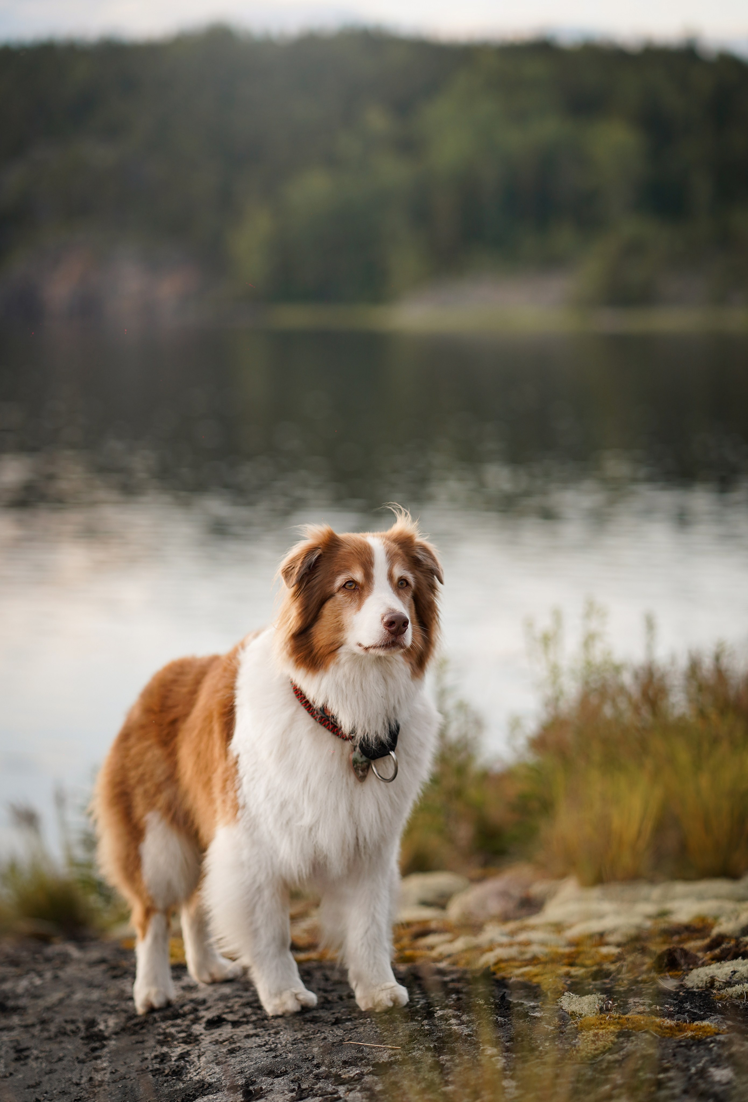 Карелия. Фотограф-анималист в Санкт-Петербурге Яна Мартынова