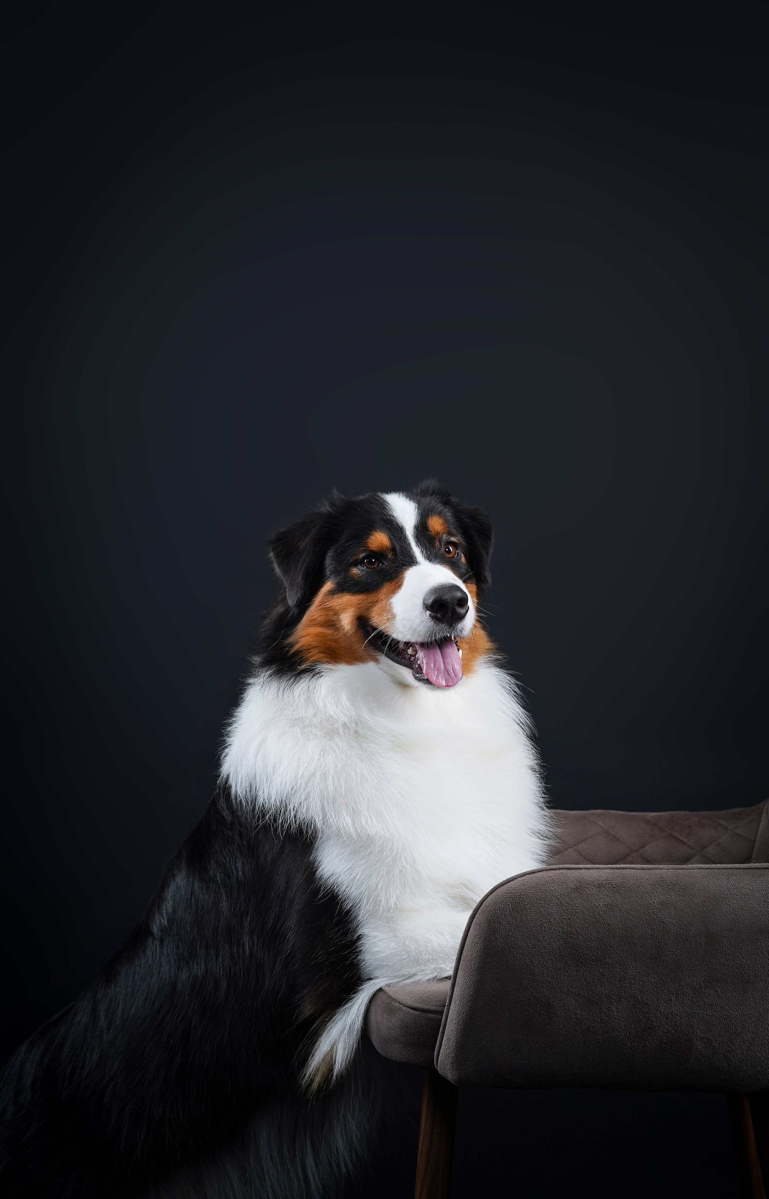 Аусси Бэст. Фотограф-анималист в Санкт-Петербурге Яна Мартынова