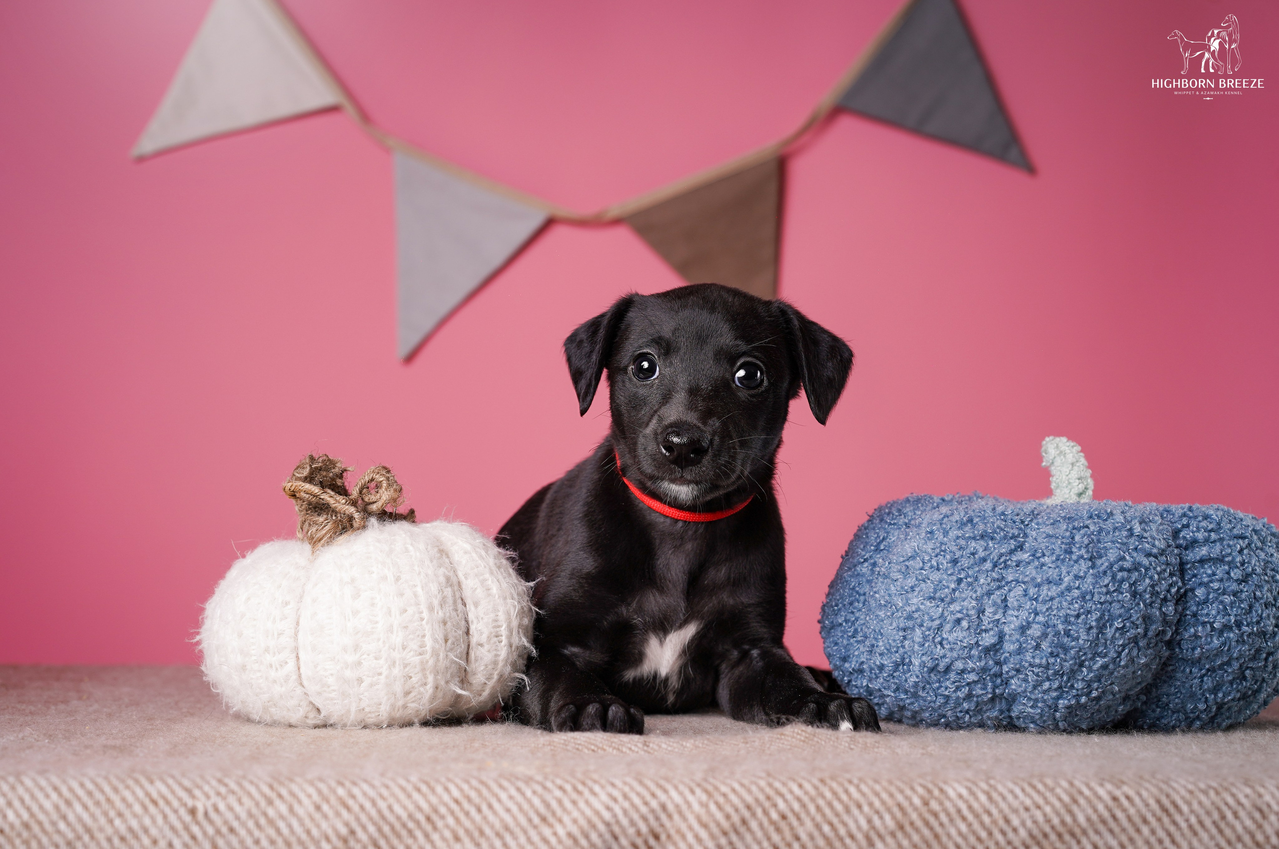 Щенки уиппета. Фотограф-анималист в Санкт-Петербурге Яна Мартынова