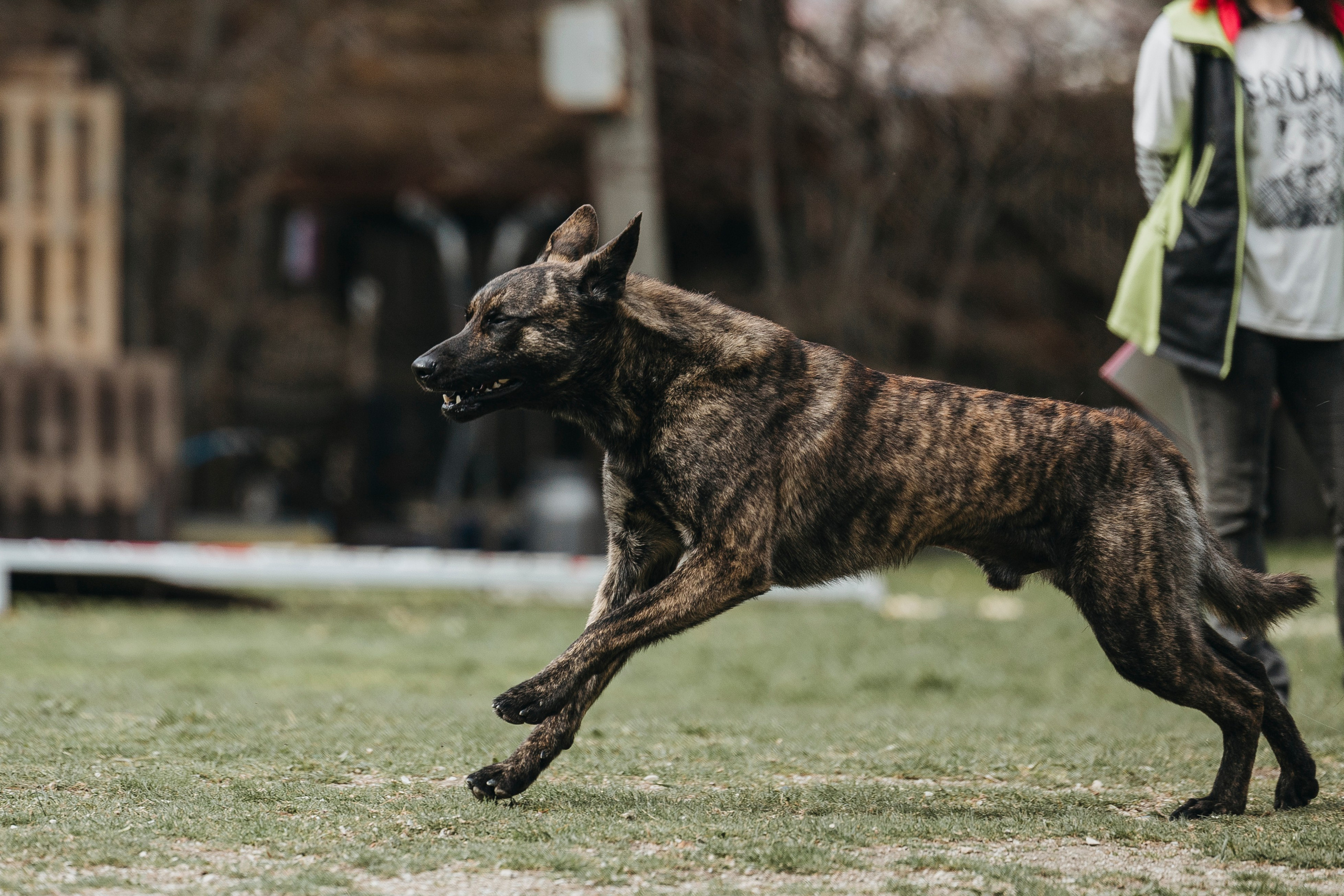 Геленджик Мондьоринг. Фотограф-анималист Анна Маринич