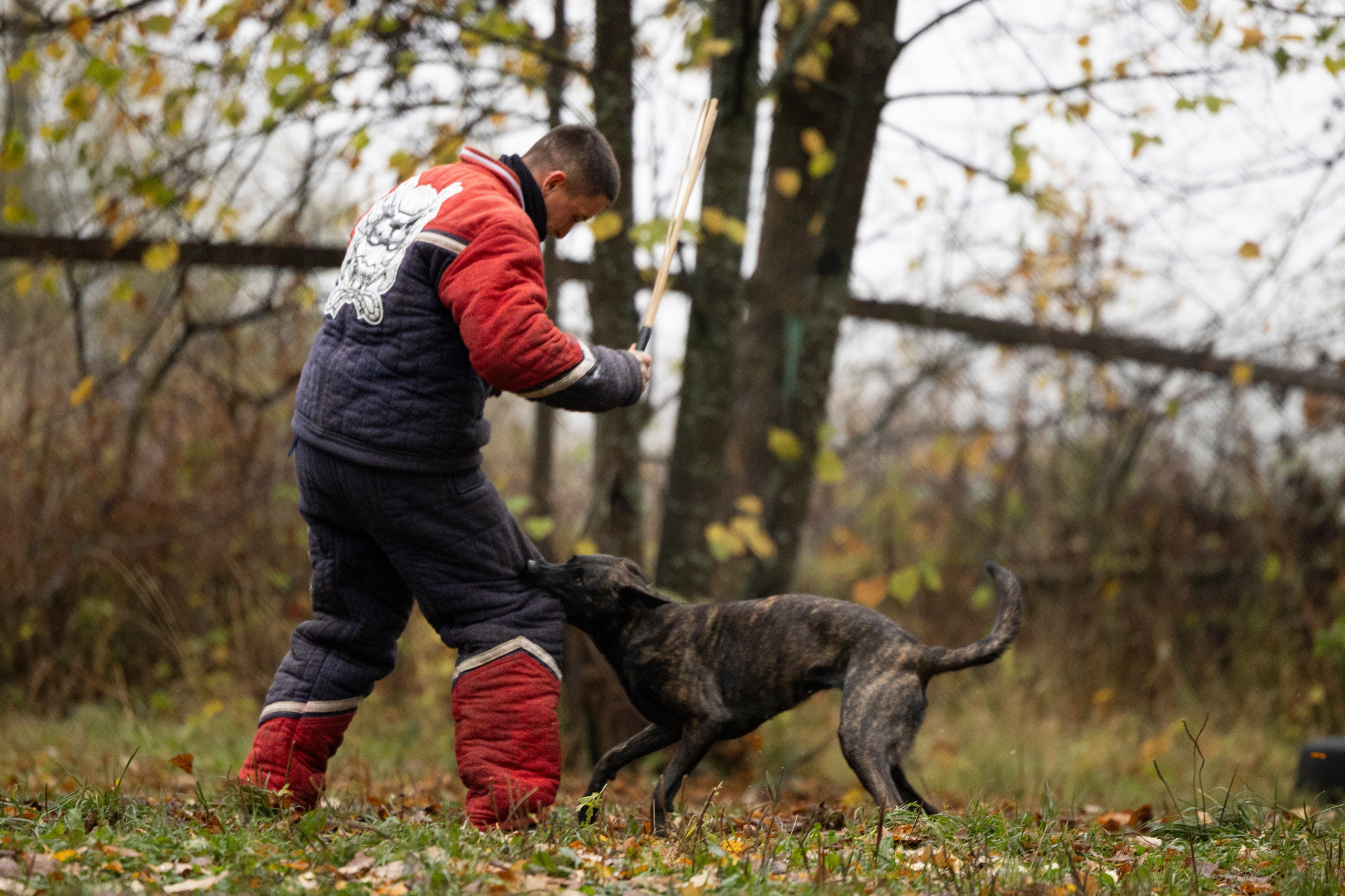 Соревнования по Мондьорингу г. Вологда. Фотограф-анималист Анна Маринич
