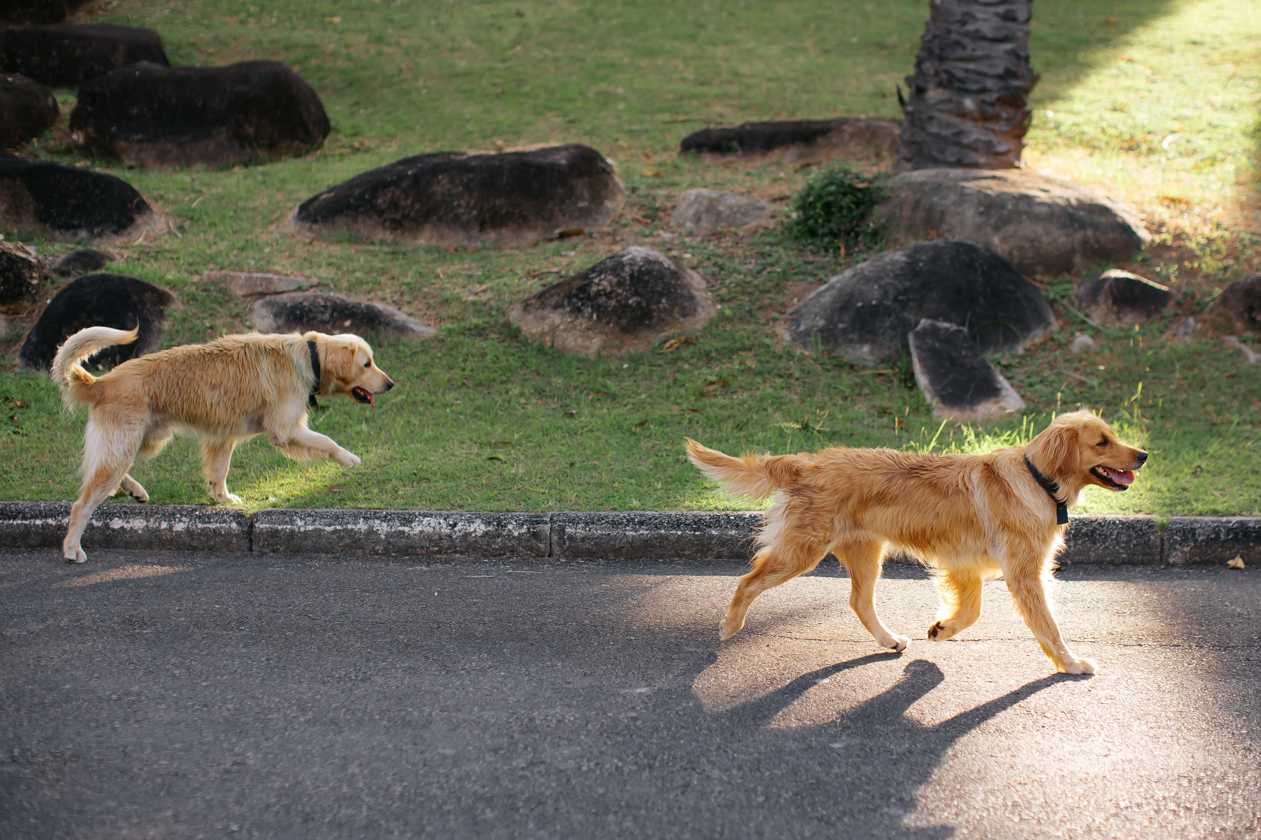 Tesla Model 3 Pearl. Фотограф в на Пхукете Сергей Войлоков