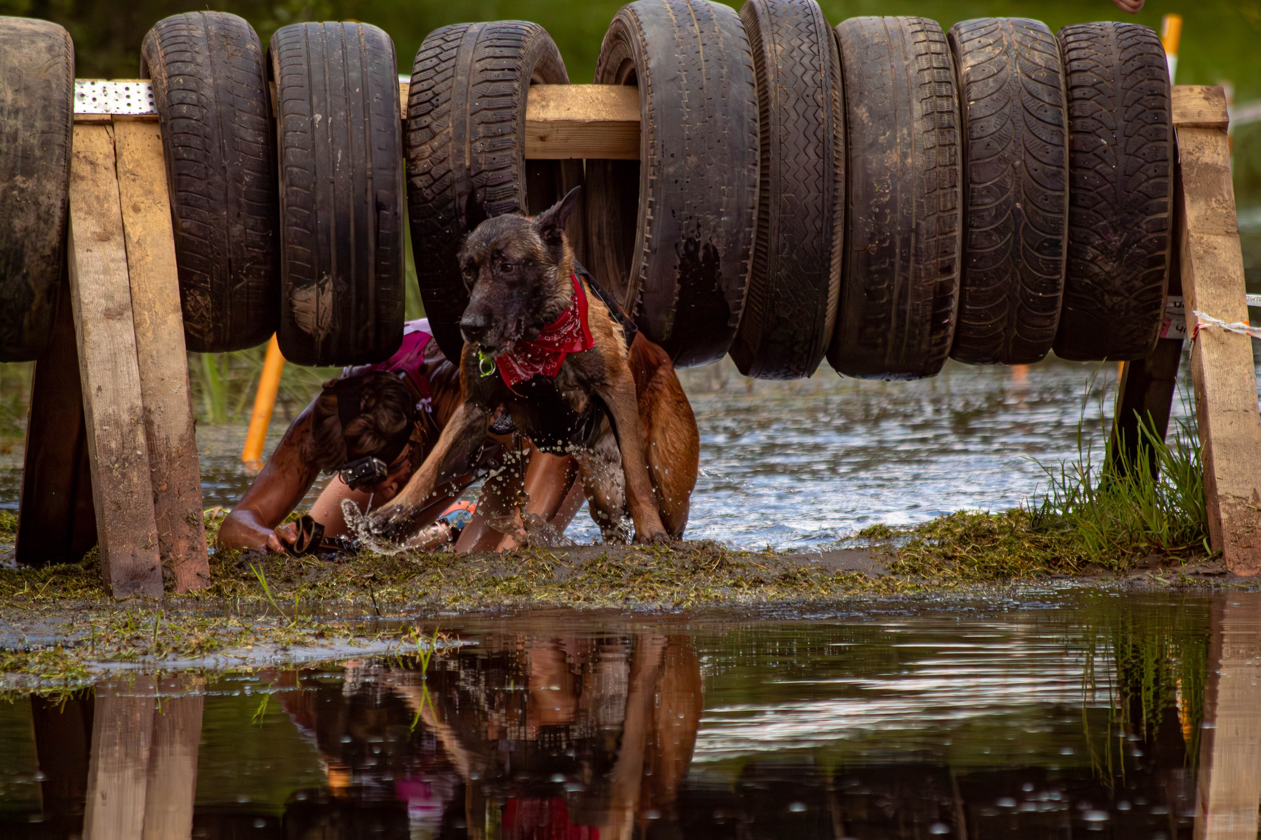 Хвостатый Драйв 2024. Фотограф анималист — Тула, Москва
