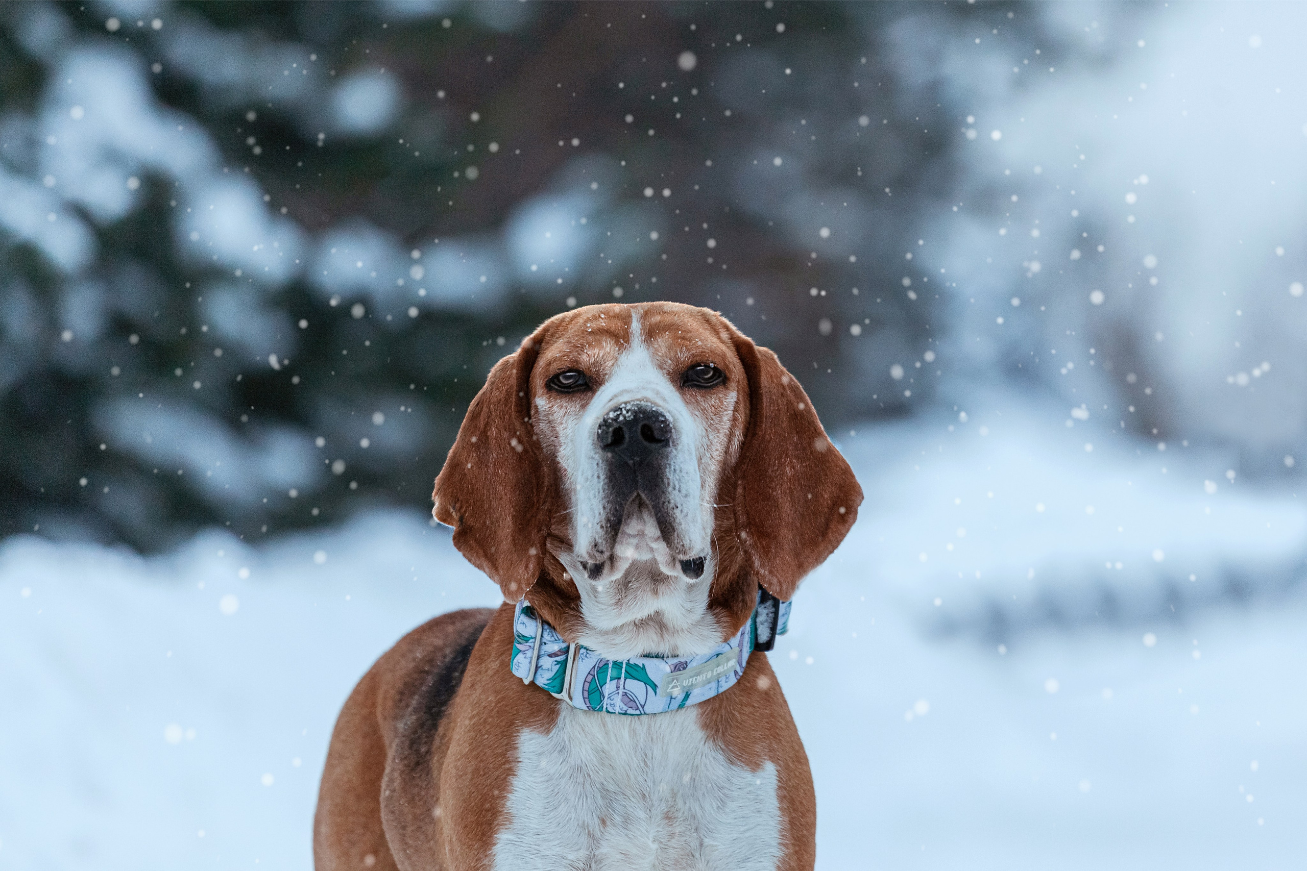 Дом для Биглей 2023. Фотограф-анималист Татьяна Степанова