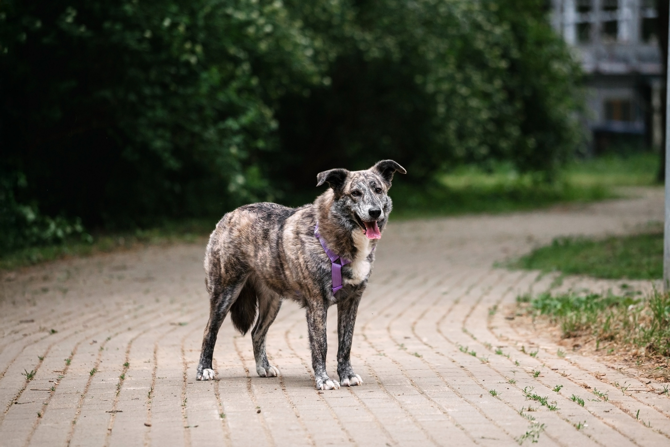 Собаки из приюта Дубовая роща лето 2025. Фотограф-анималист Татьяна Степанова