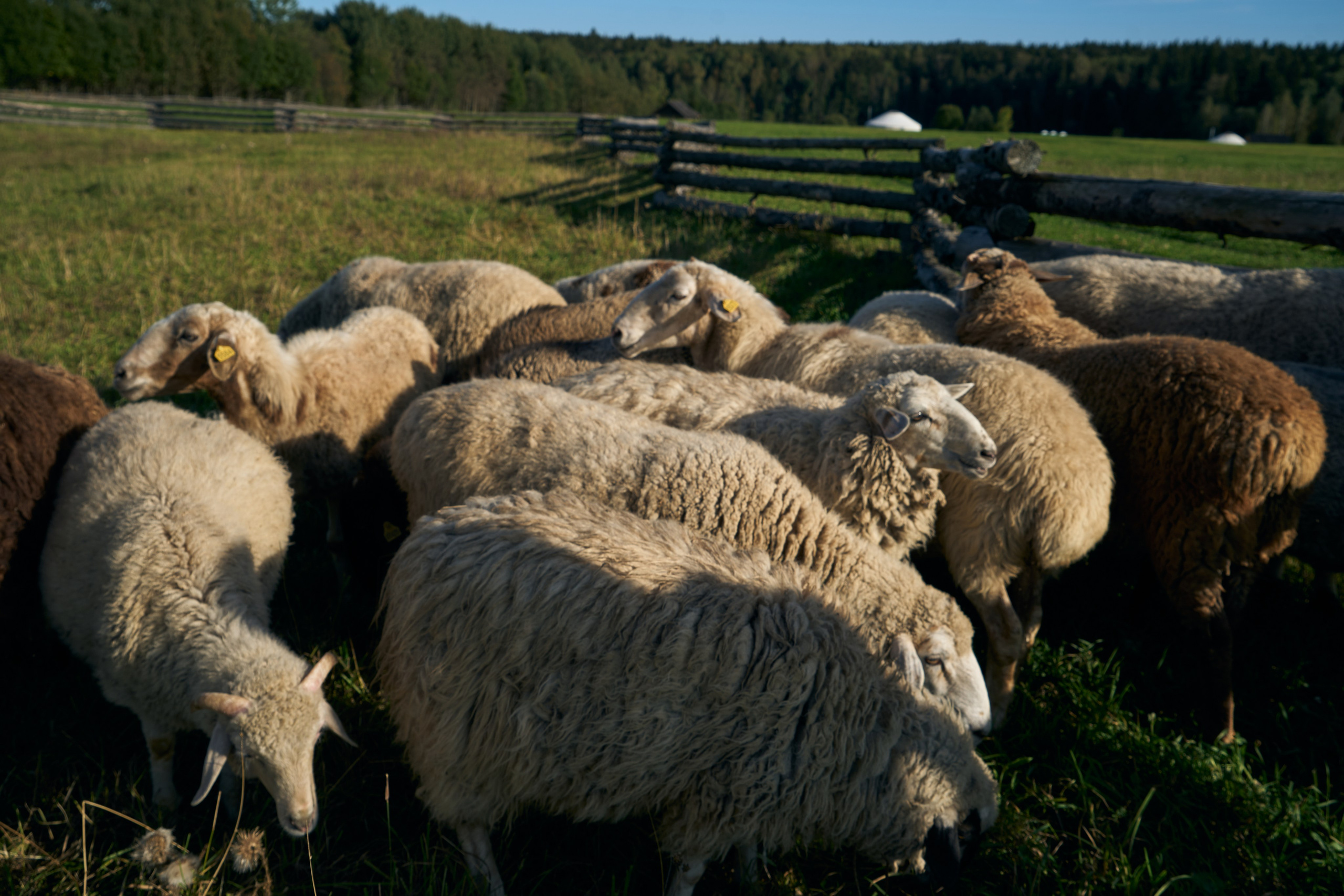 Lanella. NOIRELLE production