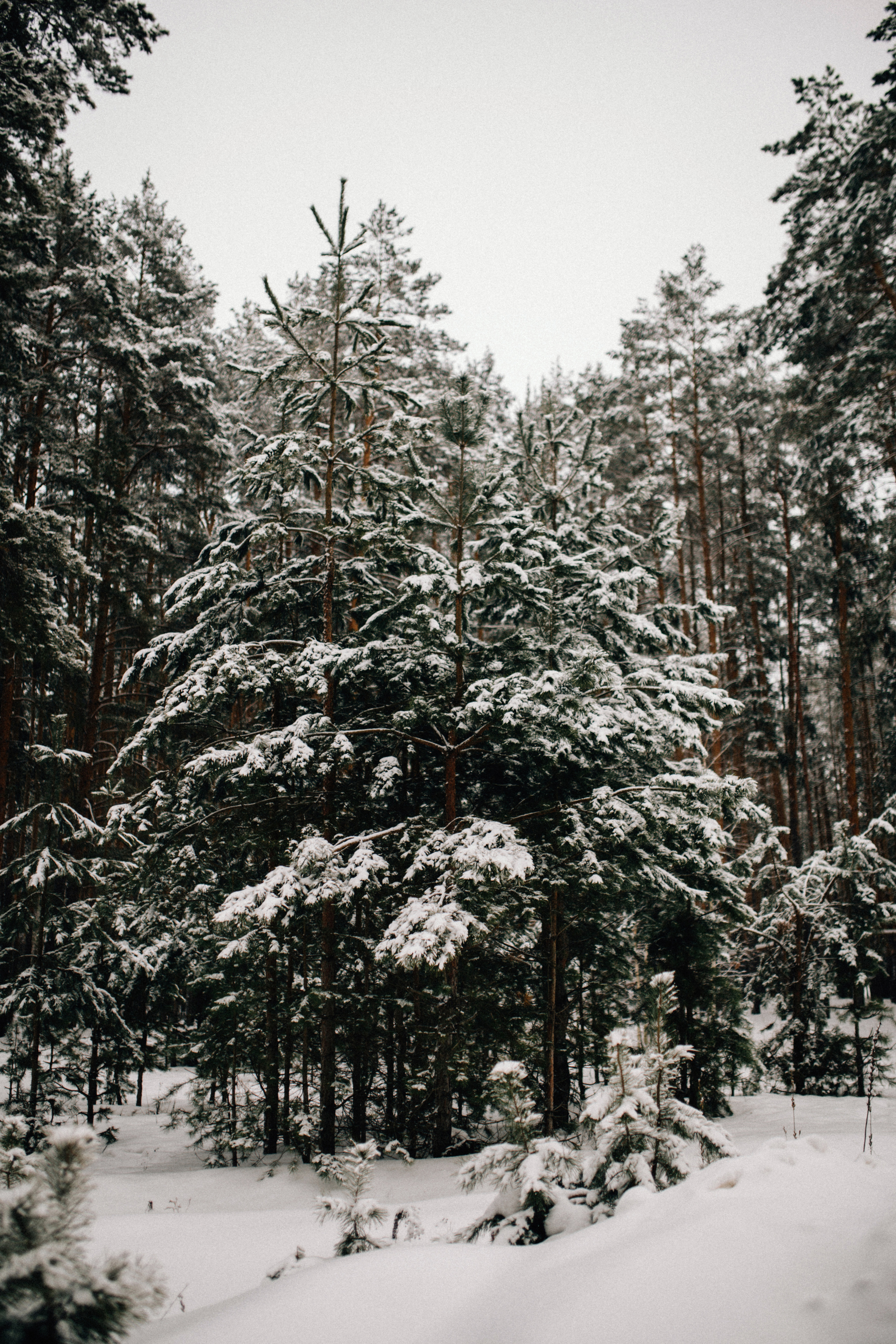 Зимняя история. Фотограф в Тамбове Ольга Мельникова