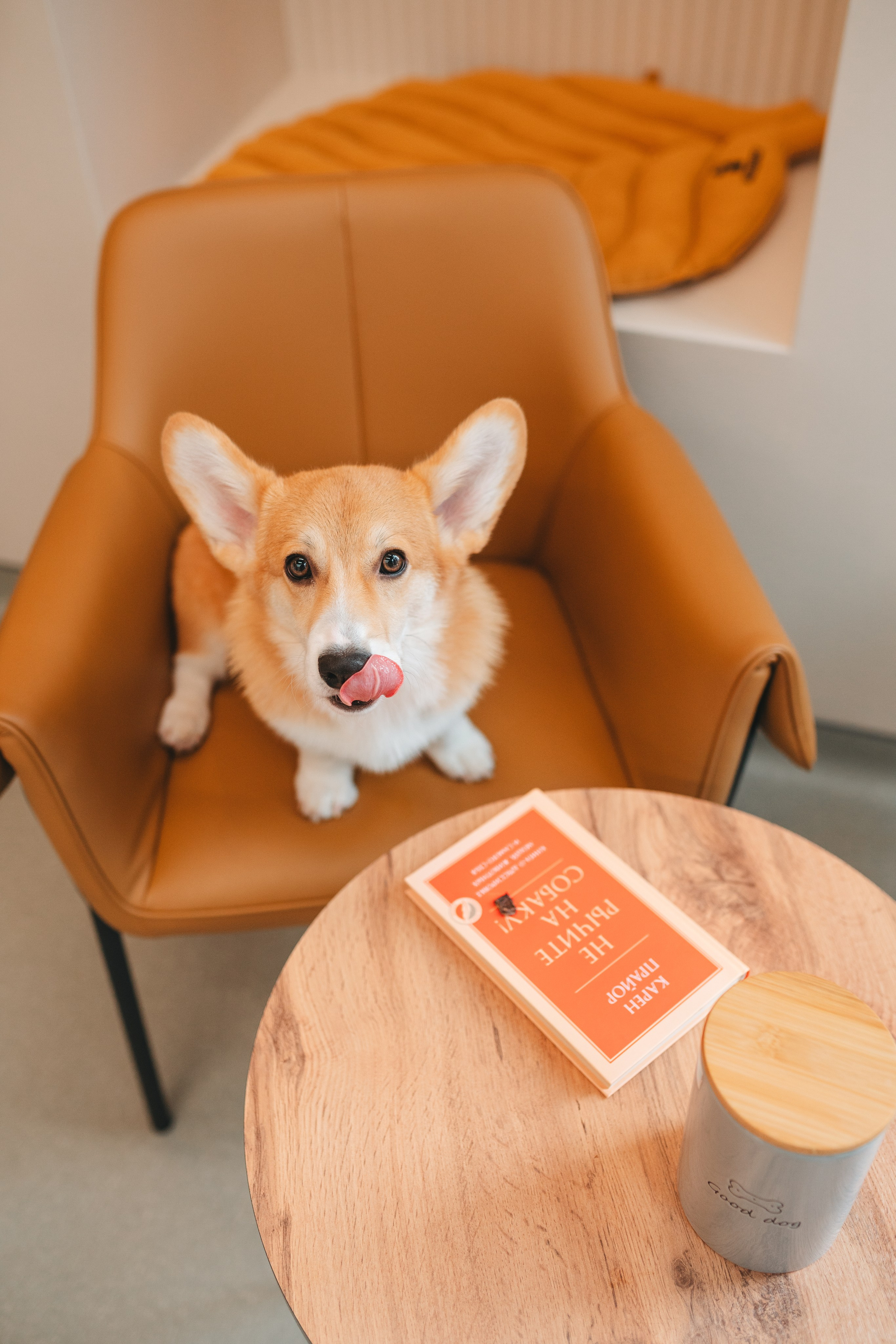 Груминг — салон. Фотограф анималист Осипчикова Мария