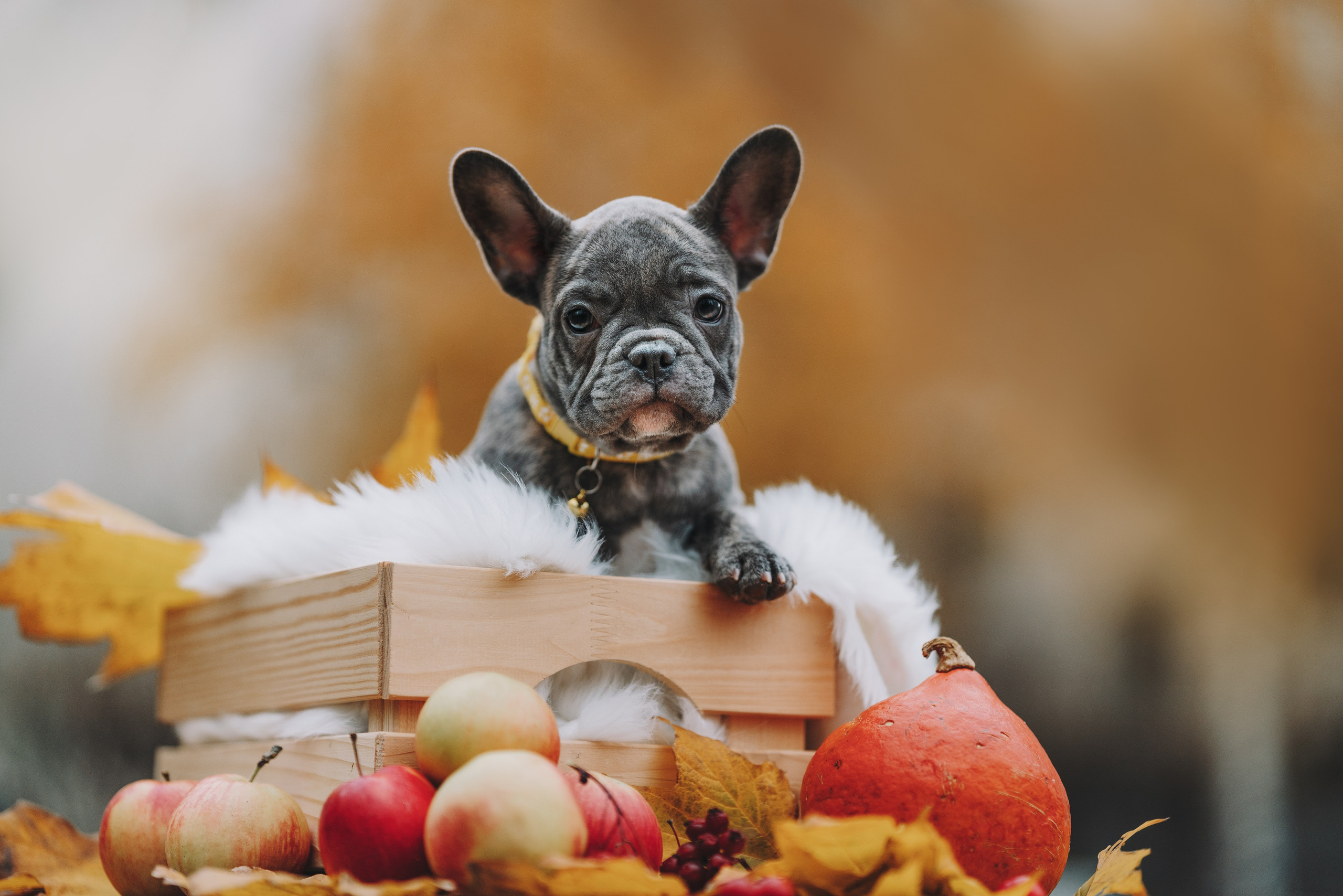 Французские бульдоги. Фотограф анималист Осипчикова Мария