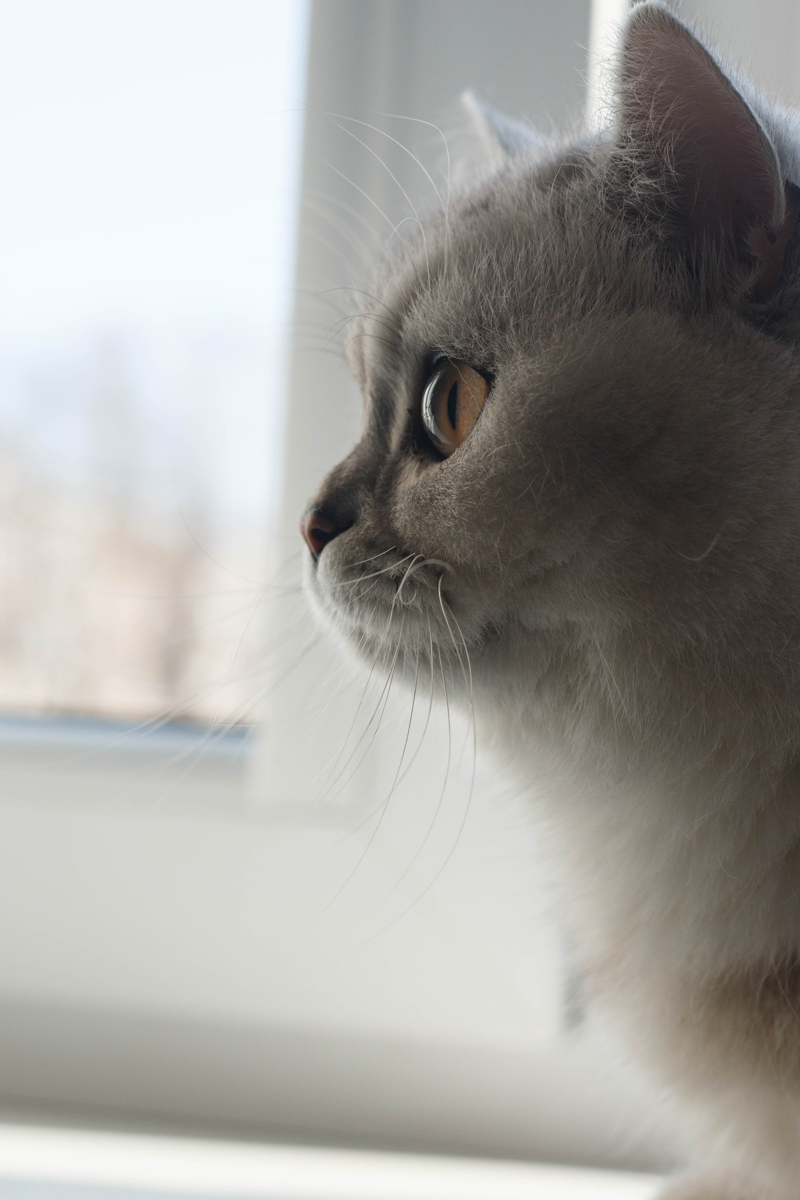 NASTYA & KITTI. Бережно сохраняю ваши чувства и истории на своих фотографиях