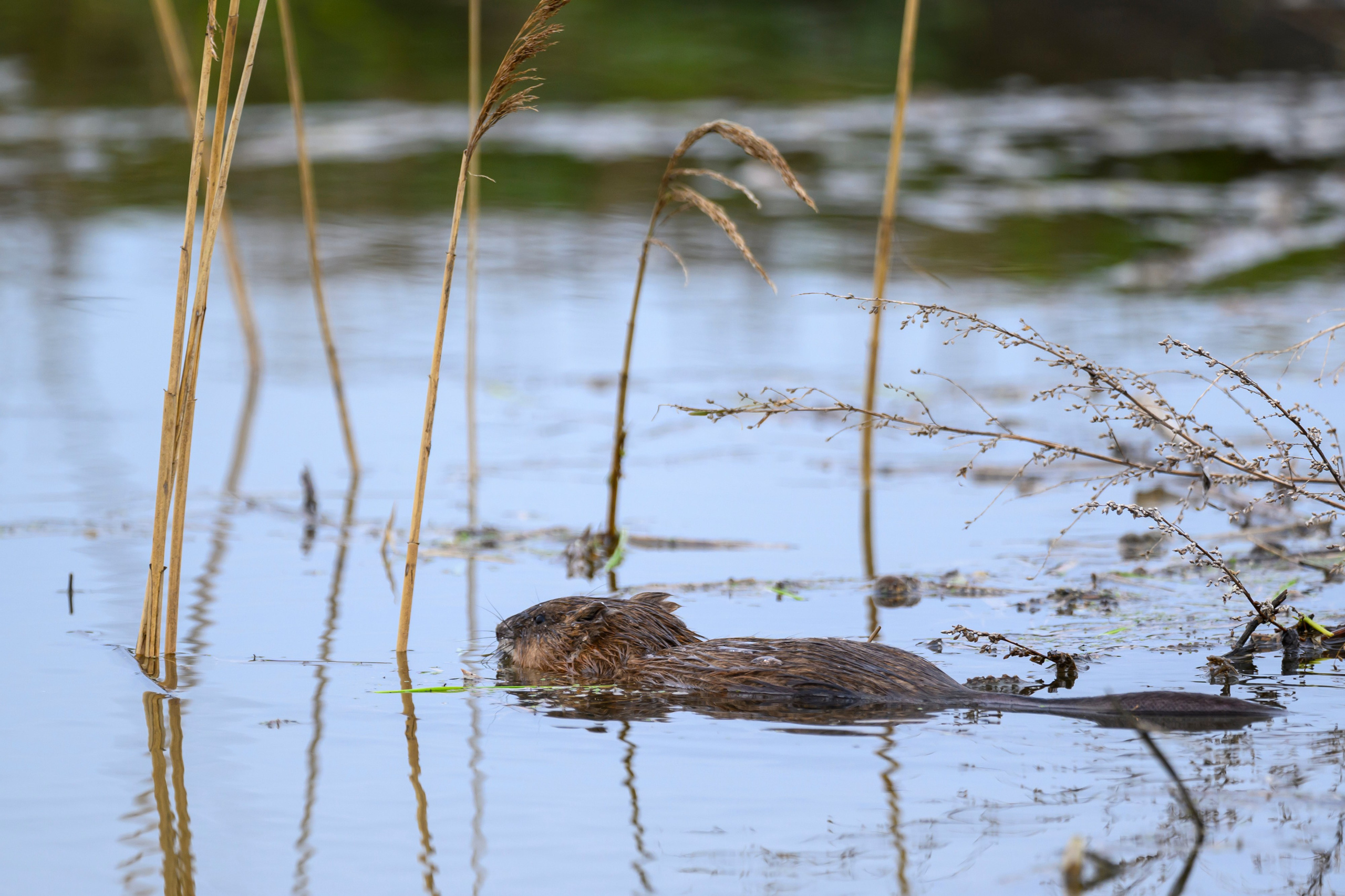 Пустельга и мородунка. Wildlife photography by Sergey Puponin