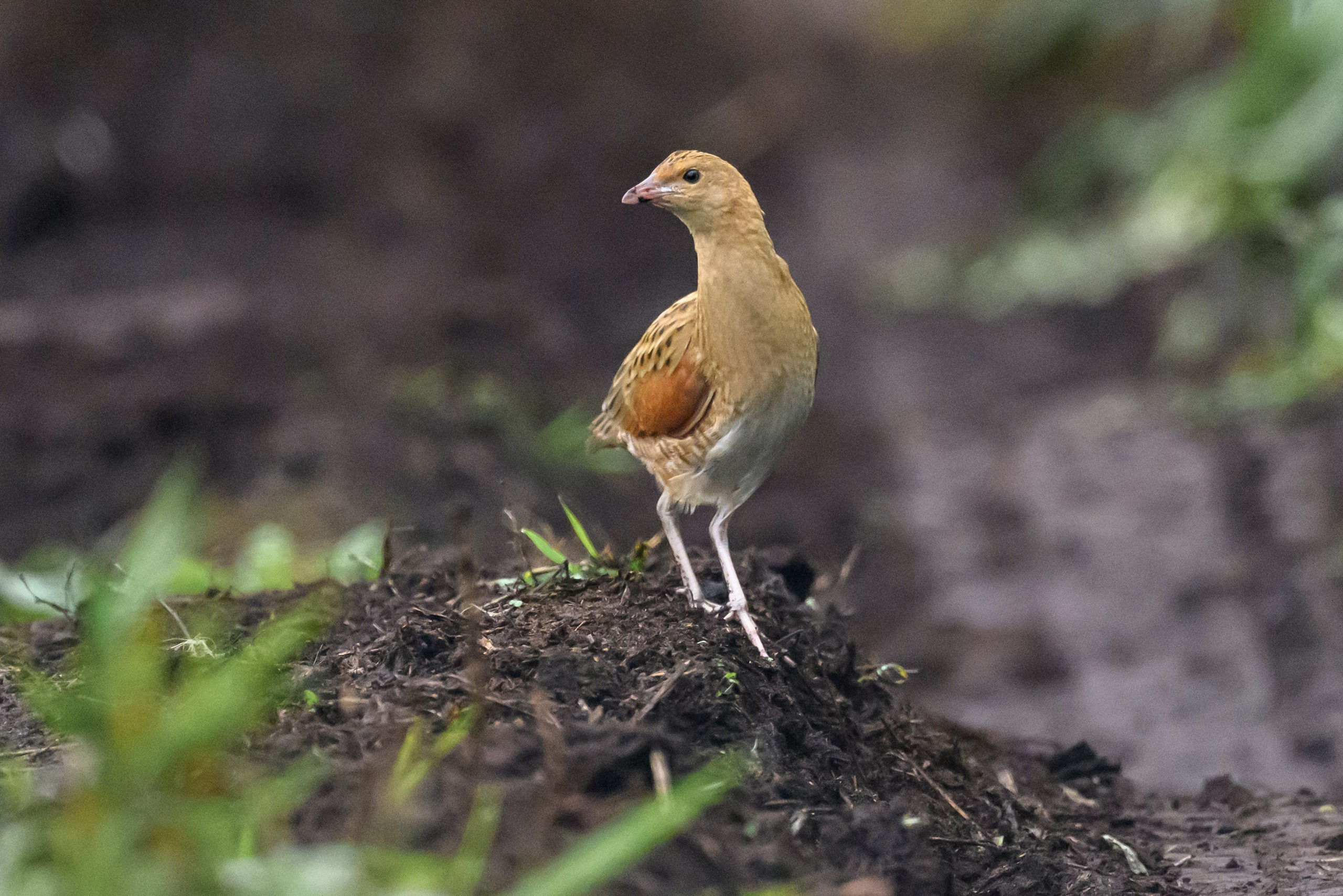 Коростель, кукушка, каменка. Wildlife photography by Sergey Puponin
