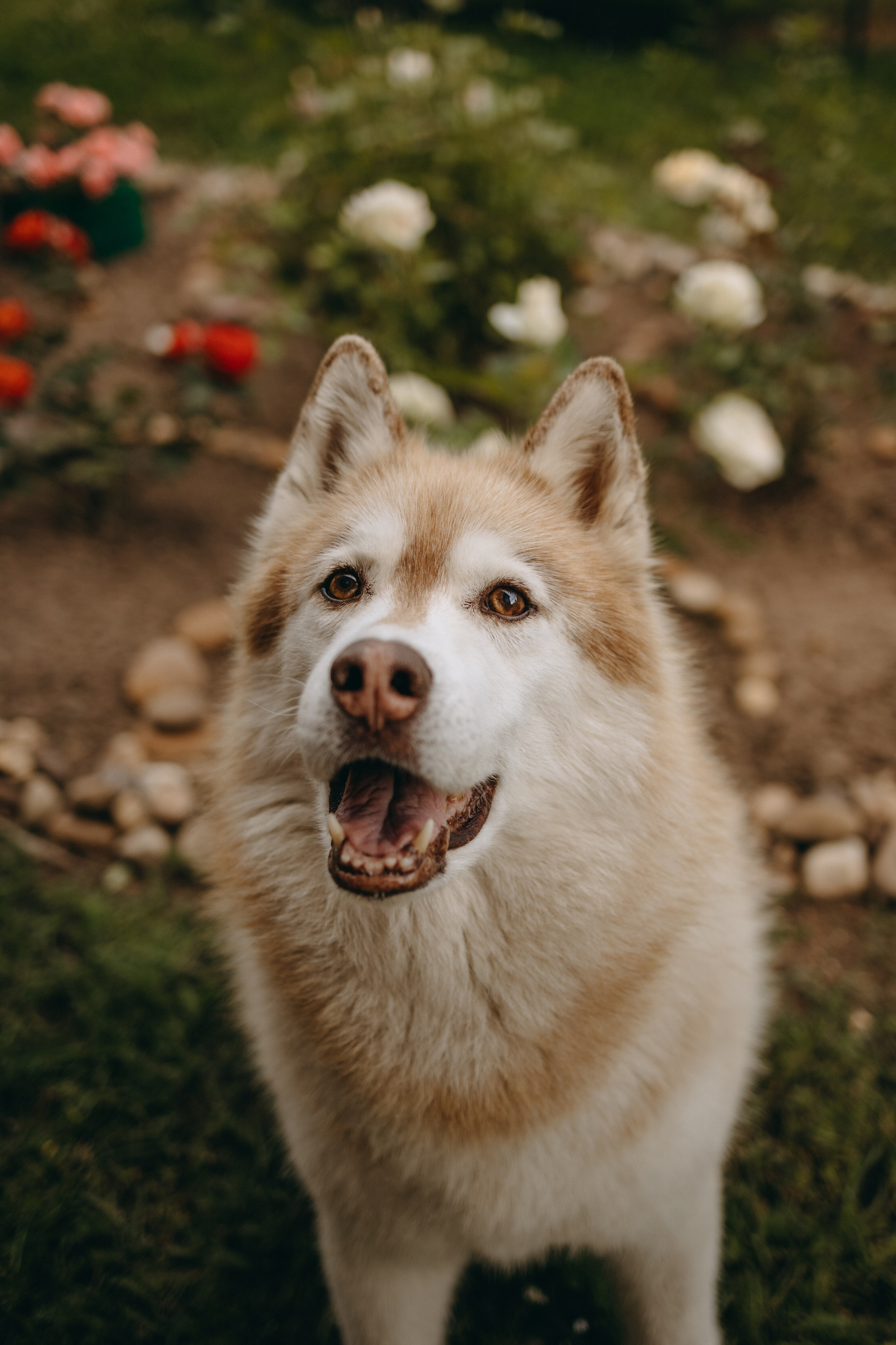 Дом у реки. Фотограф — Анималист | Санкт-Петербург