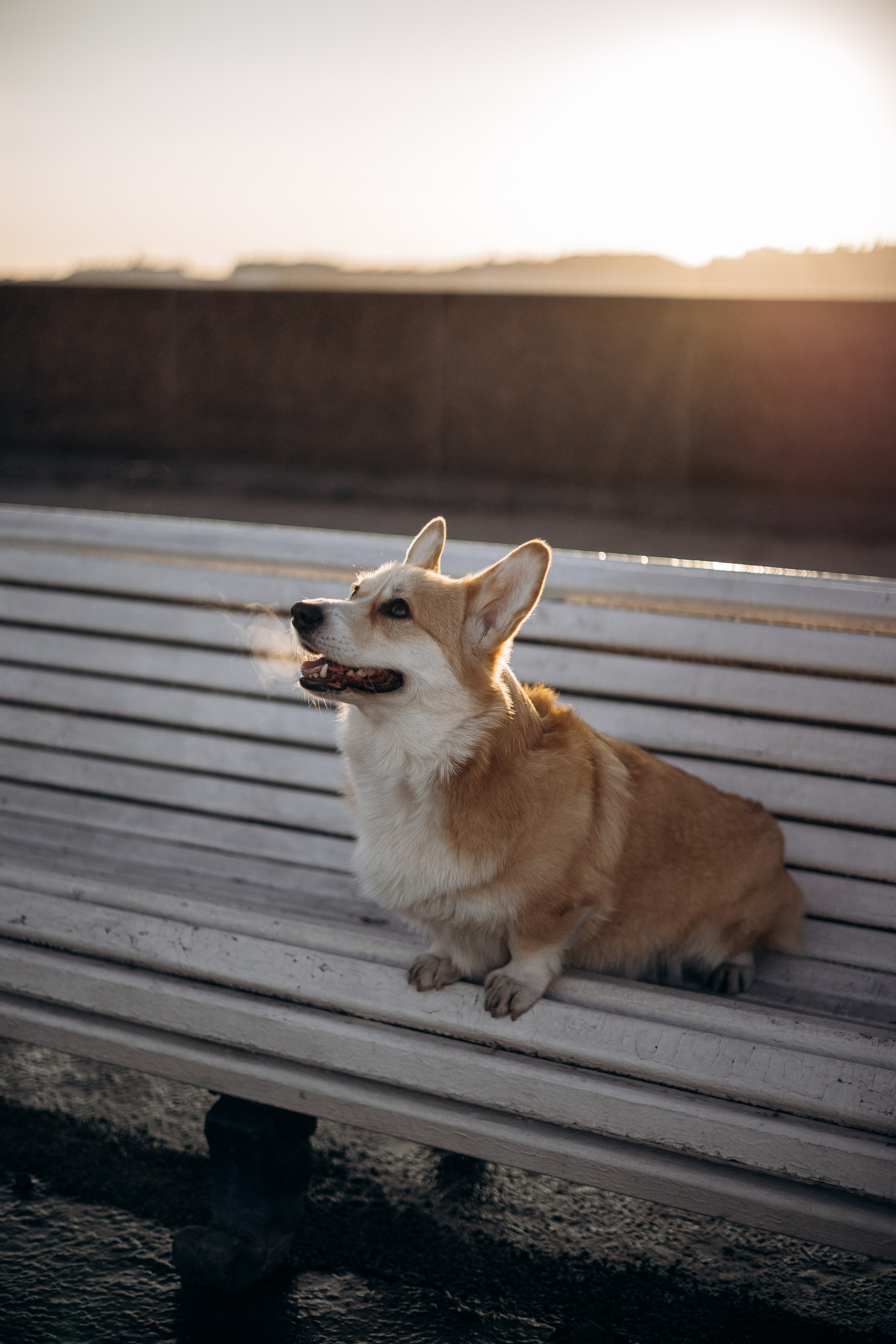 Настя и Ева. Фотограф — Анималист | Санкт-Петербург