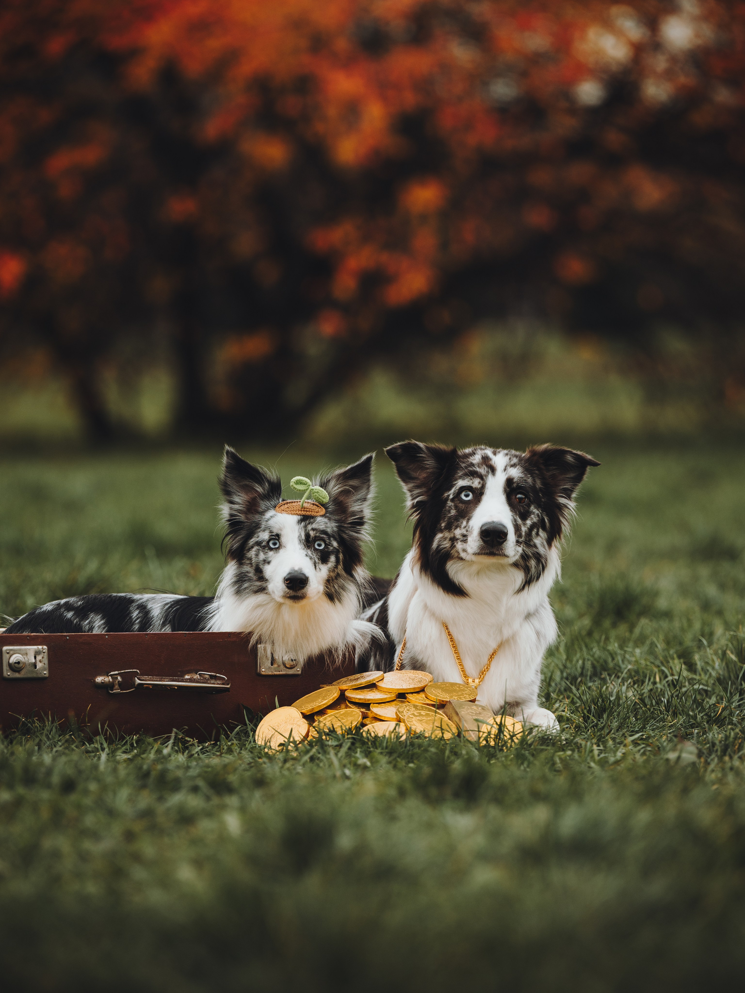 Лилу, Ри и Тучка. Семейный фотограф анималист Ананьева Мария — Москва