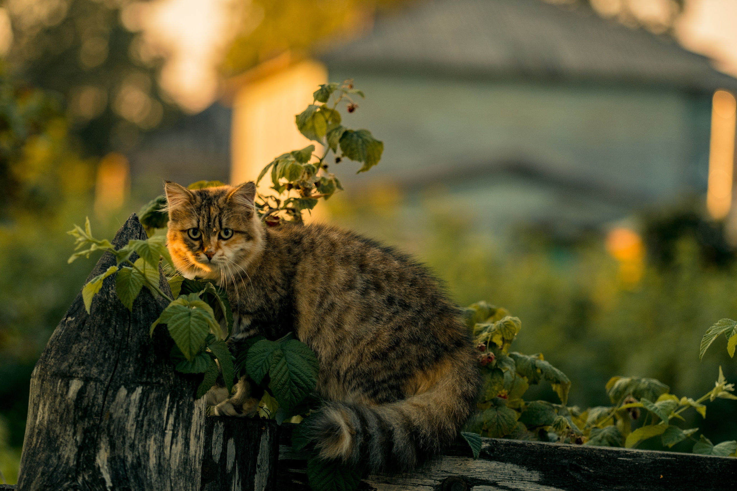 Фотографии Каргополя и красивые виды Русского Севера. Портретный, репортажный и пейзажный фотограф в Москве Сергей Арест