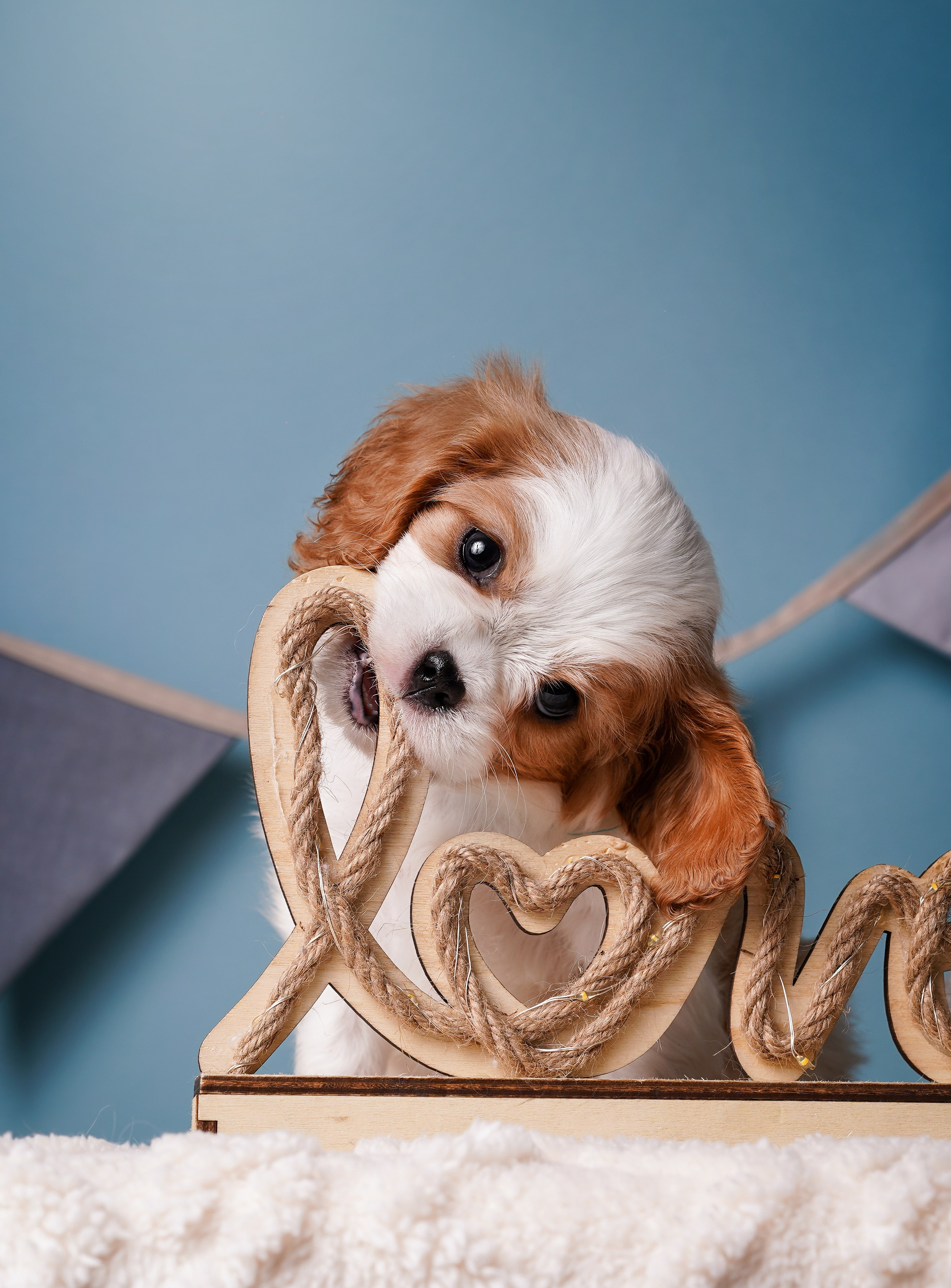 Щенки кавалера. Фотограф-анималист в Санкт-Петербурге Яна Мартынова