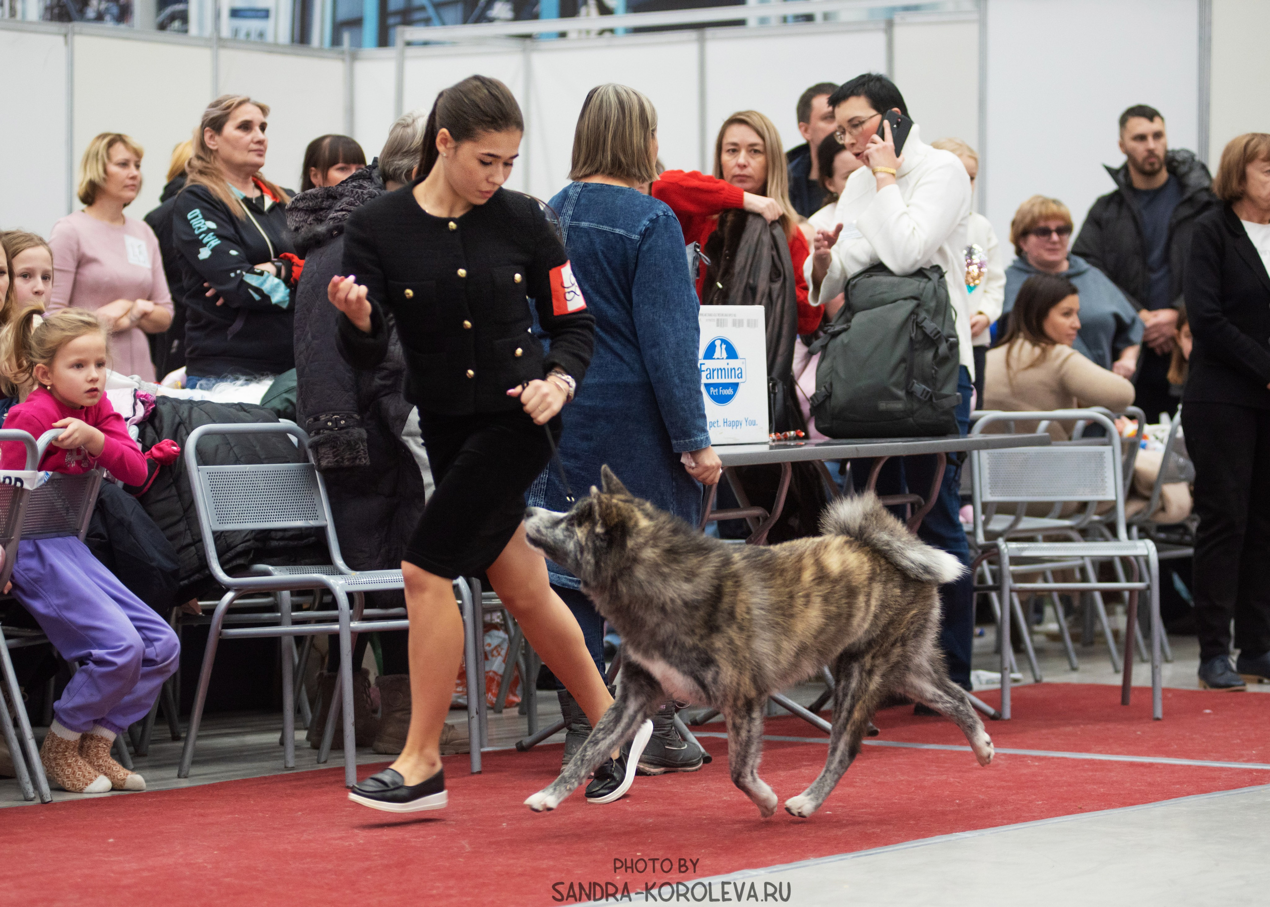 Выставка собак тюмень 10.12.2022. Дог-фотограф в Тюмени Александра Королева