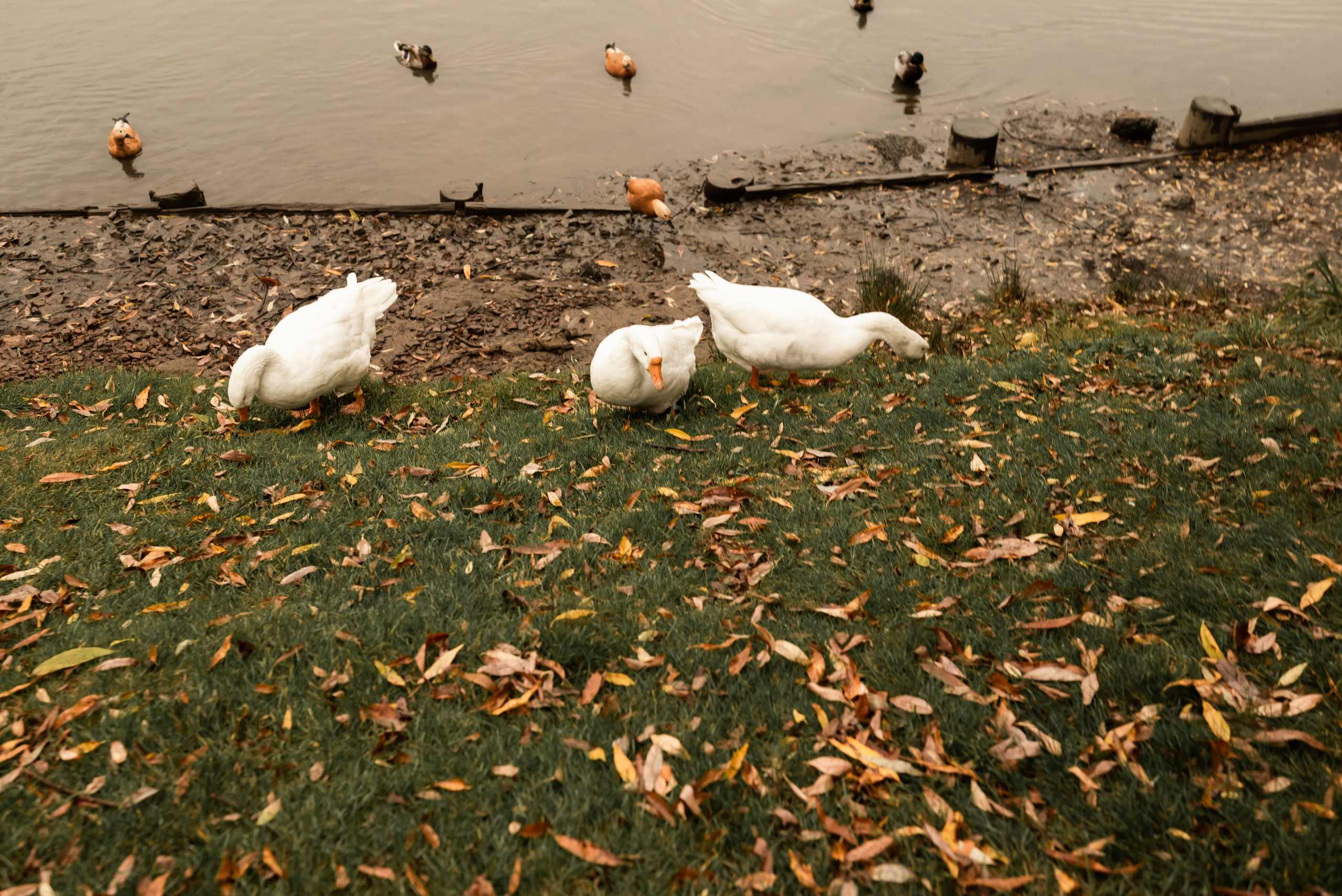 Дождливое день рождения в парке Царицино. Фотограф Ксения Огородова портфолио