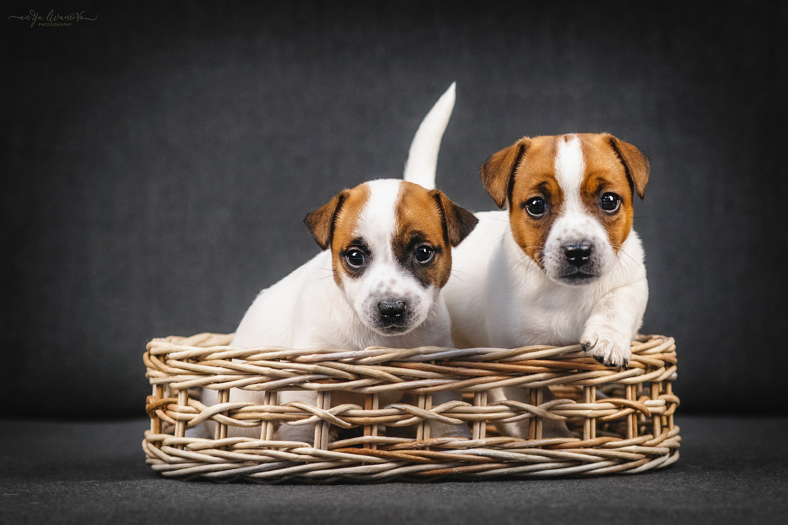 Джеки. Фотограф анималист Аня Ливанова | Рыбинск