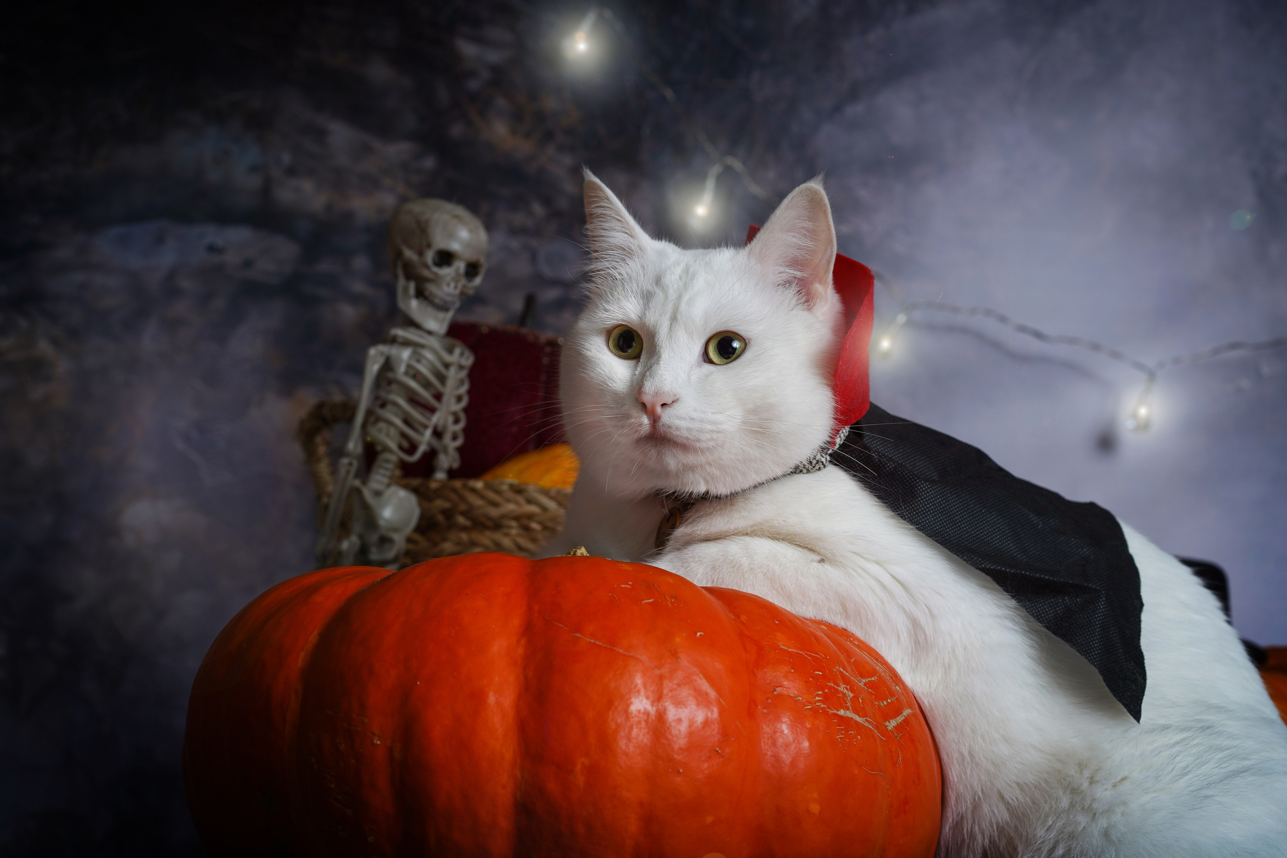 Маффин и Хэллоуин. Фотограф-анималист в Санкт-Петербурге Яна Мартынова